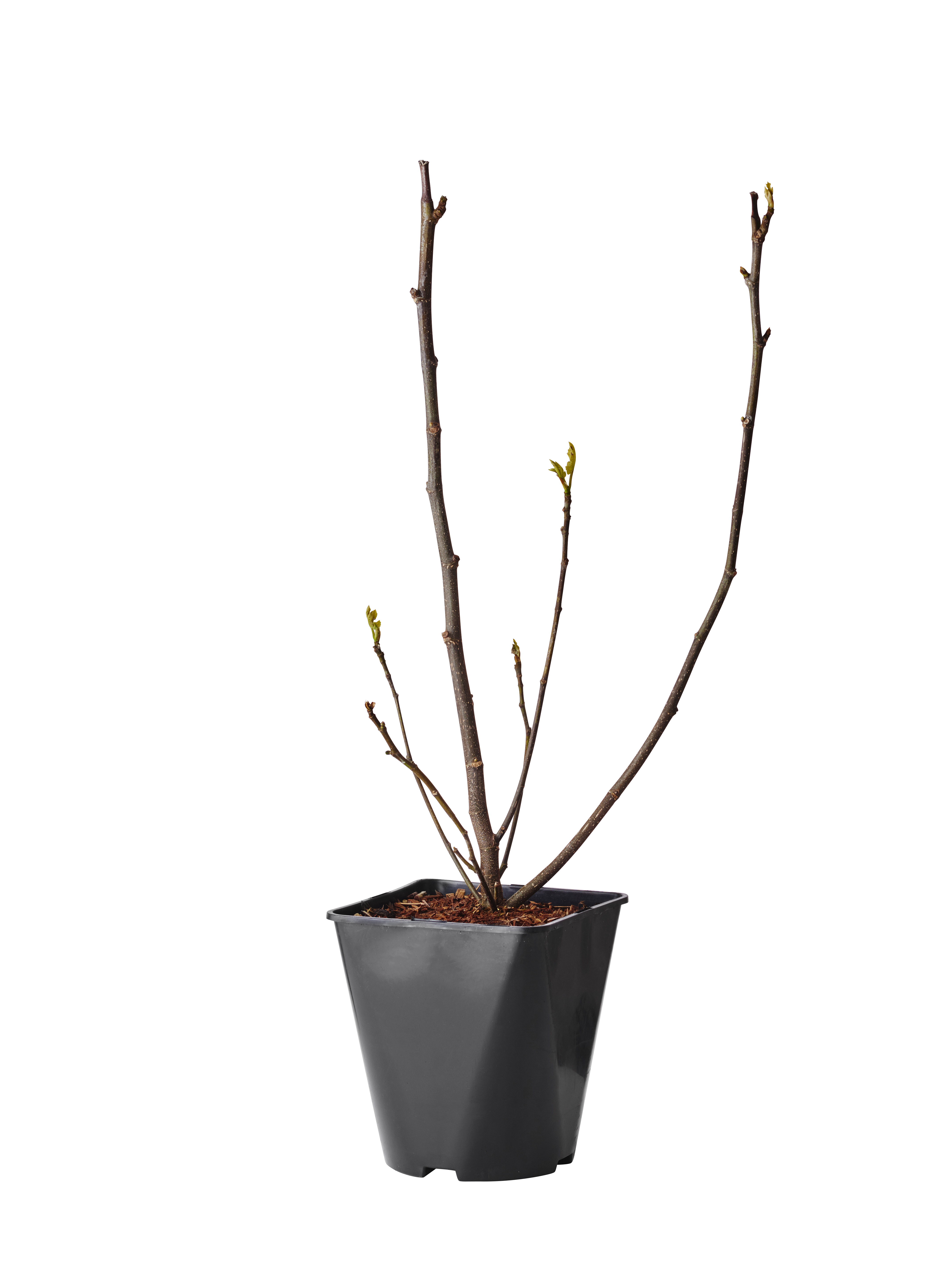 Ficus carica 'Bornholms Diamant' 23cm