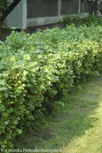 Ribes alpinum 'Schmidt' 2L