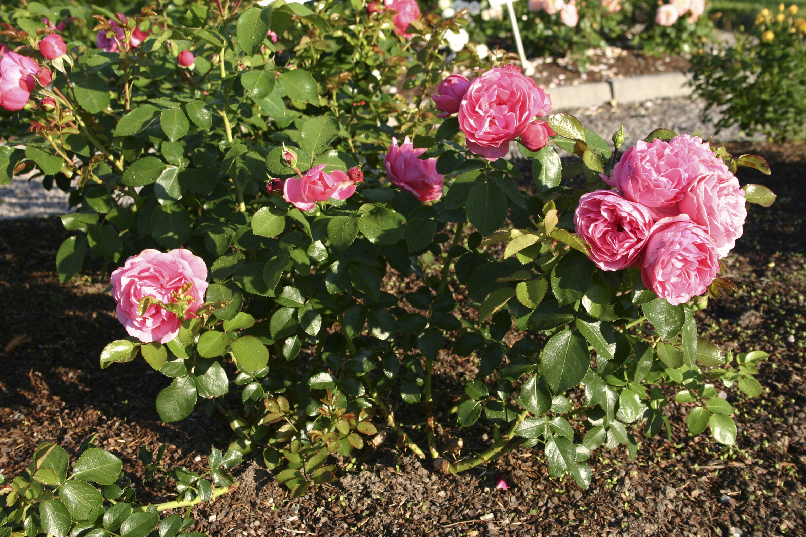 Klaserose 'Leonardo DaVinci'