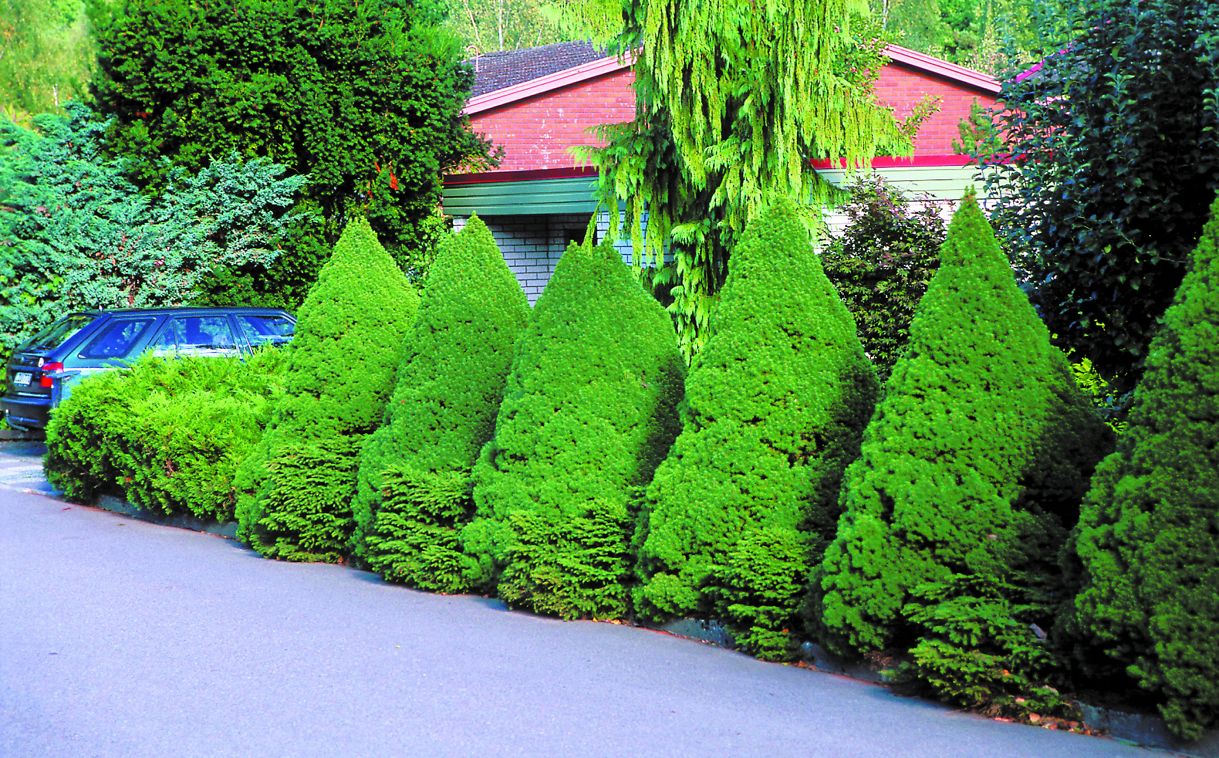 Picea glauca 'Conica' 40-50cm 22cm