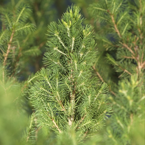 Picea glauca 'Conica' 40-50cm 22cm