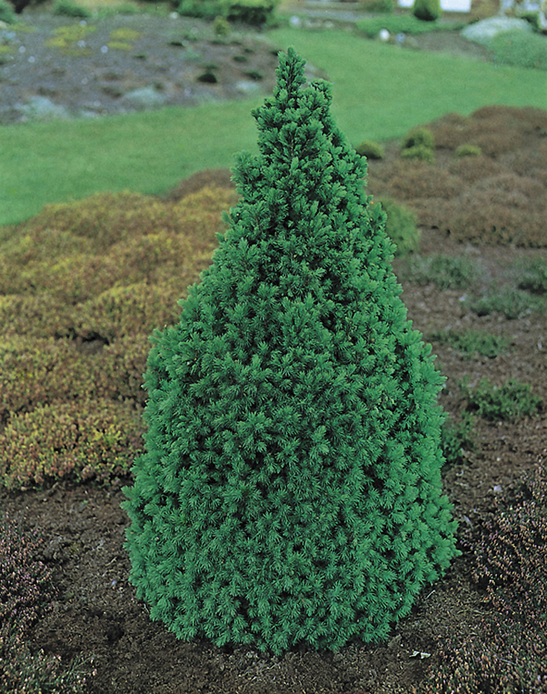 Picea glauca 'Conica' 40-50cm 22cm