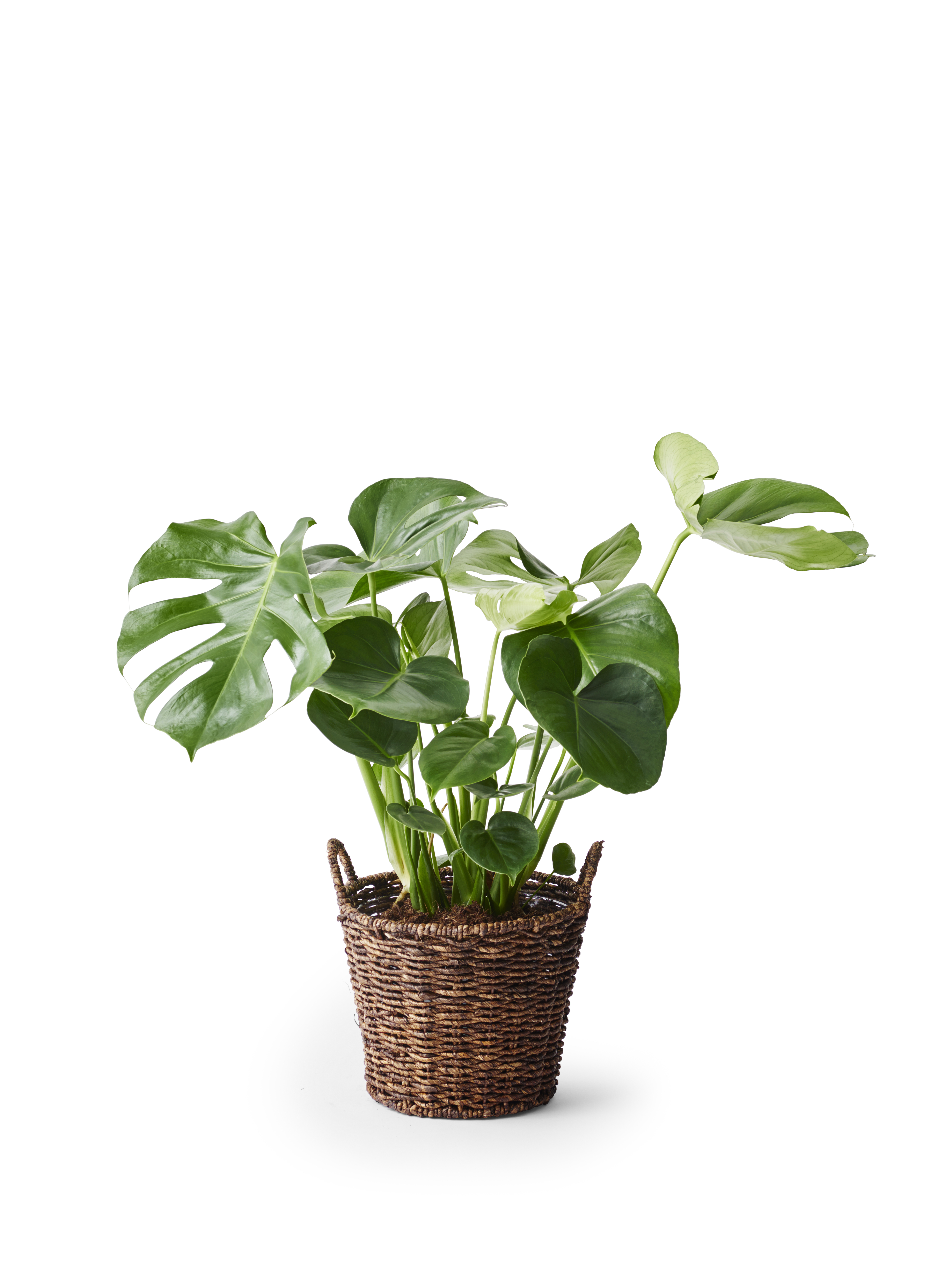Monstera
