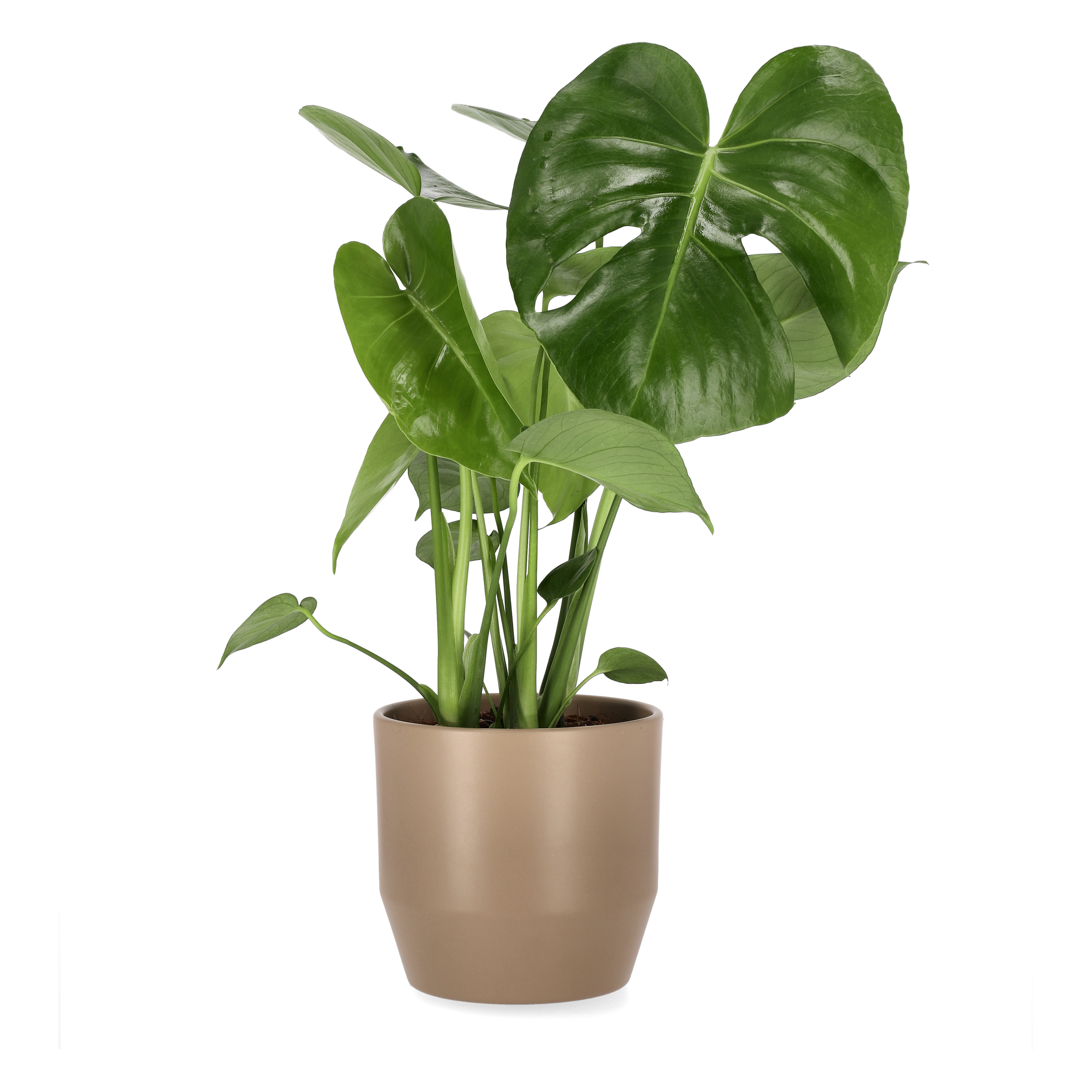 Monstera