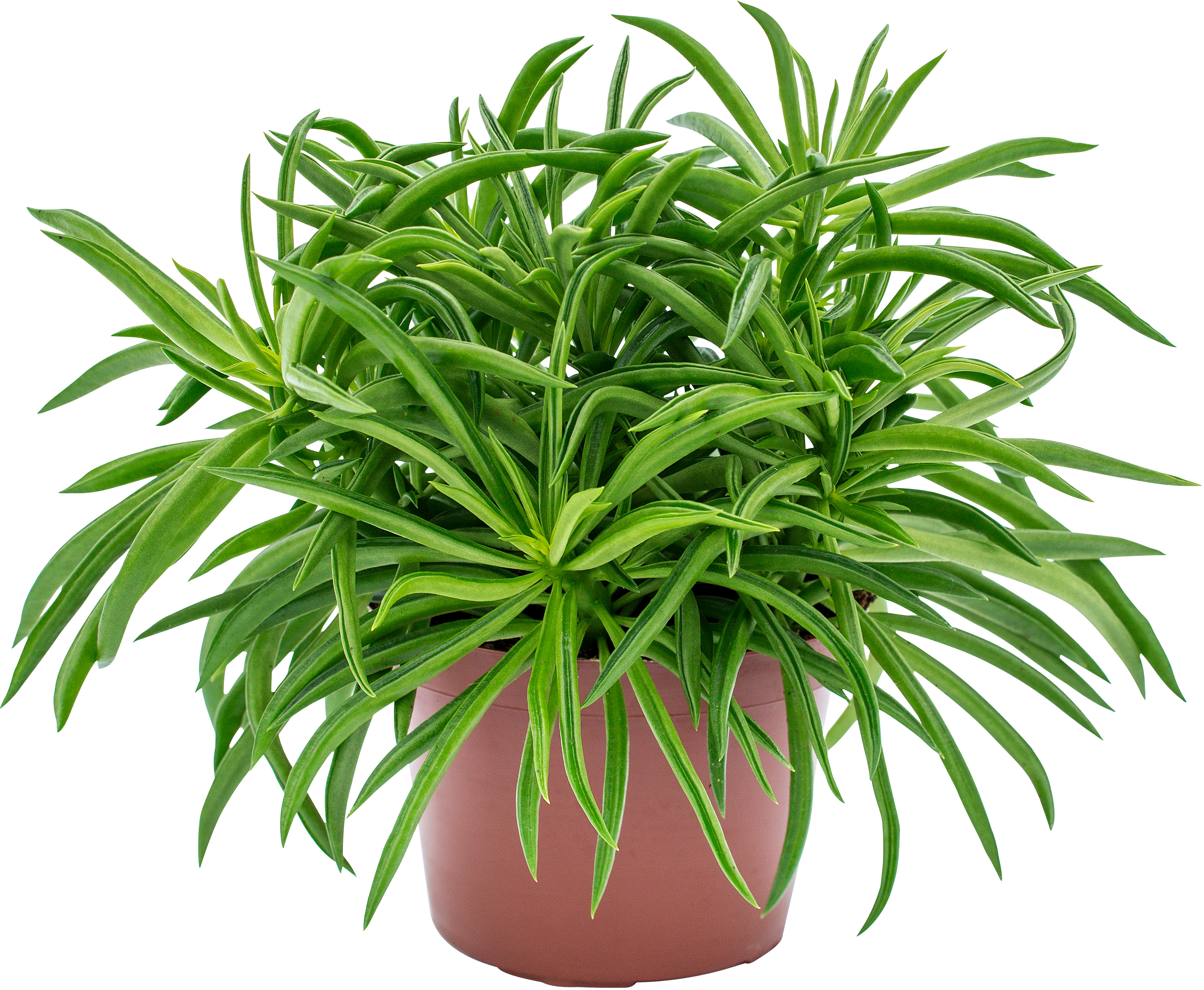 Bajonettpeperomia 'Nevada'