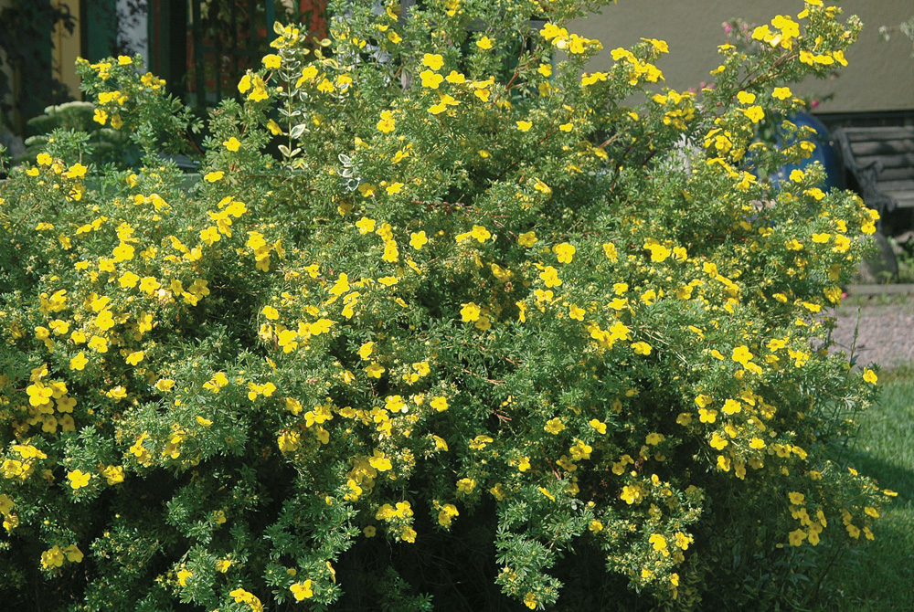 Trädgårdstok 'Goldfinger'