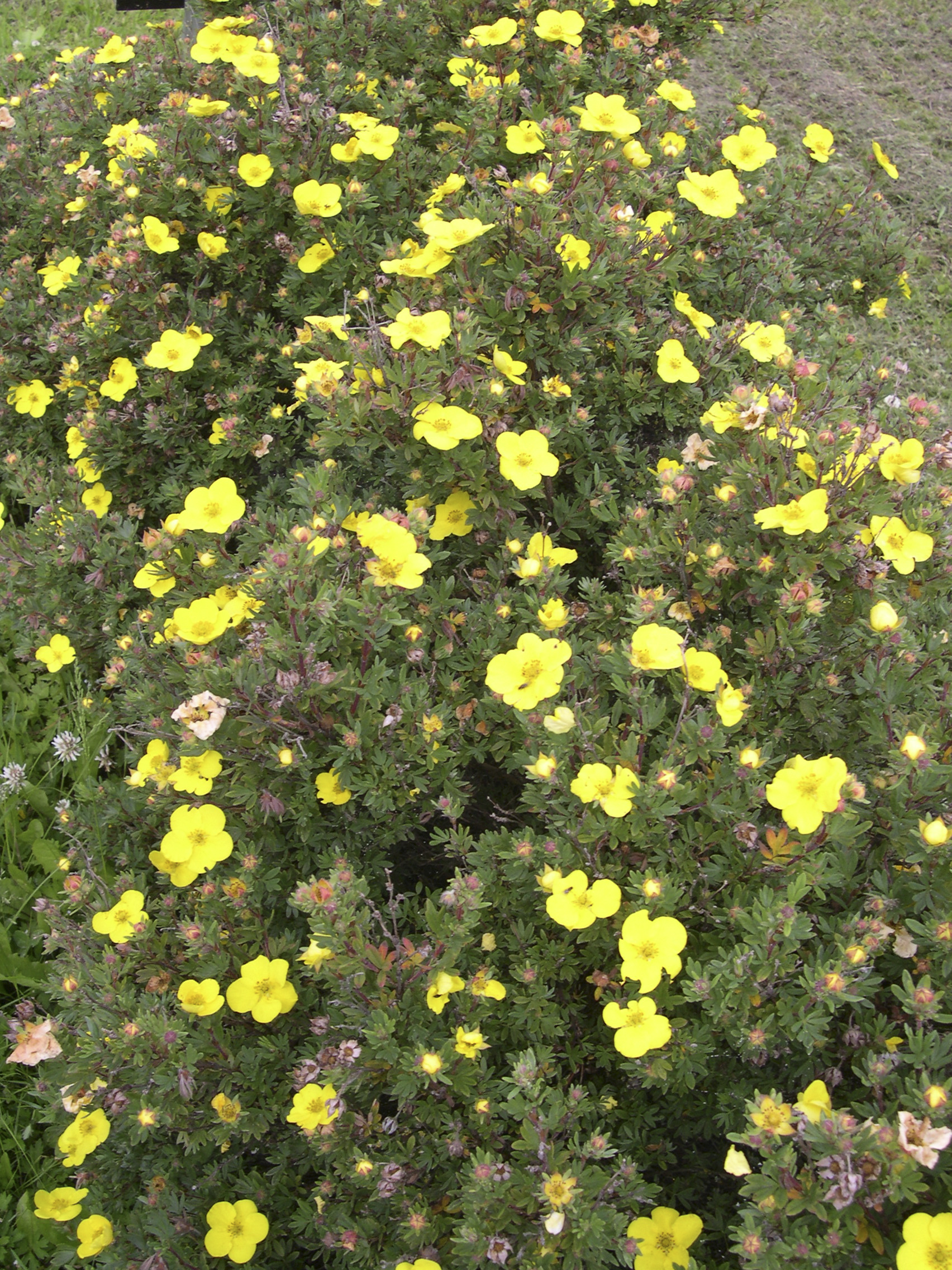 Buskmure 'Goldteppich'