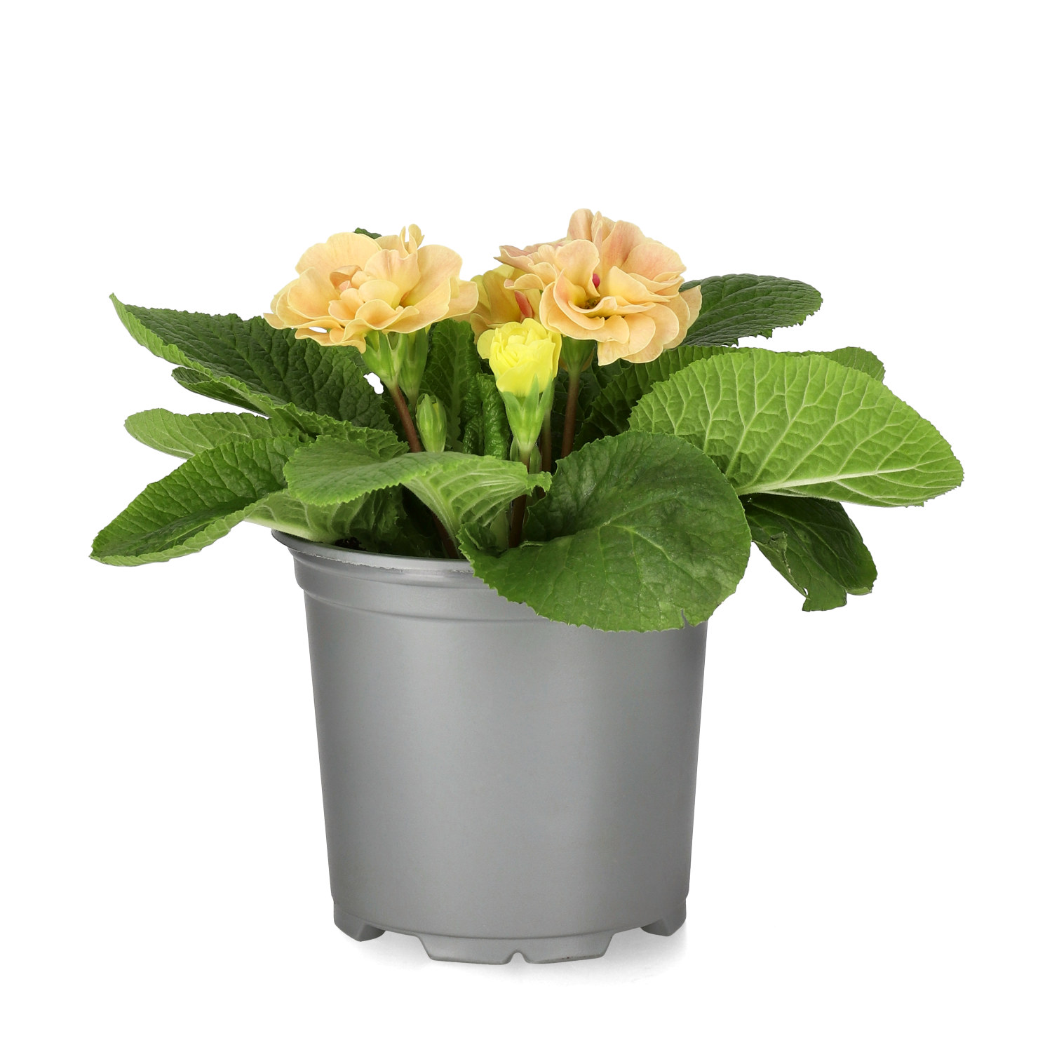 Primula vulgaris double flowering 10,5 cm