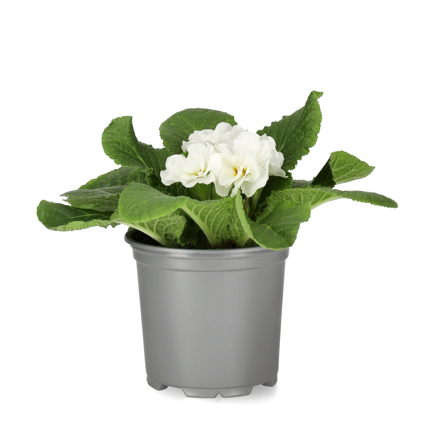 Primula vulgaris double flowering 10,5 cm