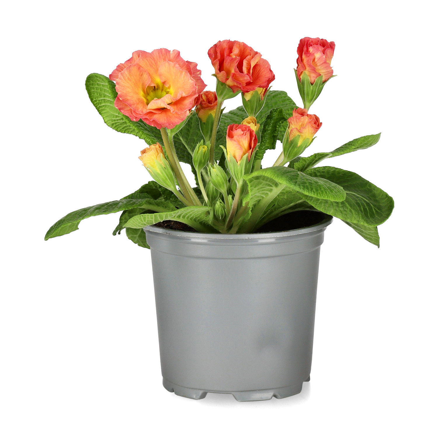 Primula vulgaris double flowering 10,5 cm