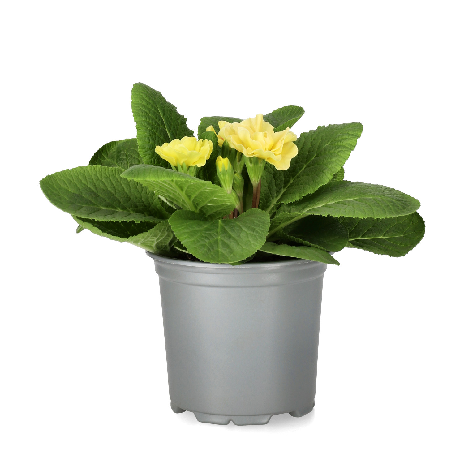 Primula vulgaris double flowering 10,5 cm