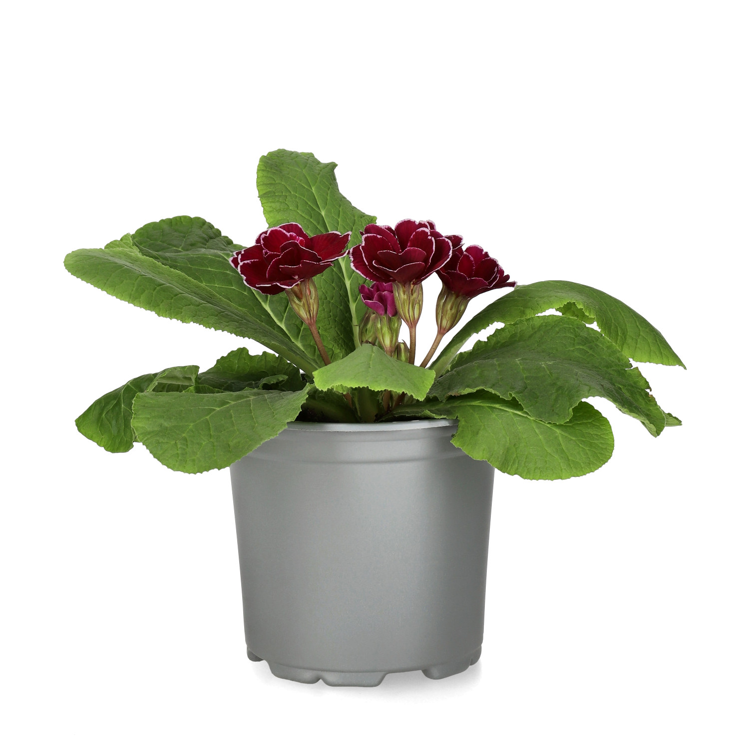 Primula vulgaris double flowering 10,5 cm