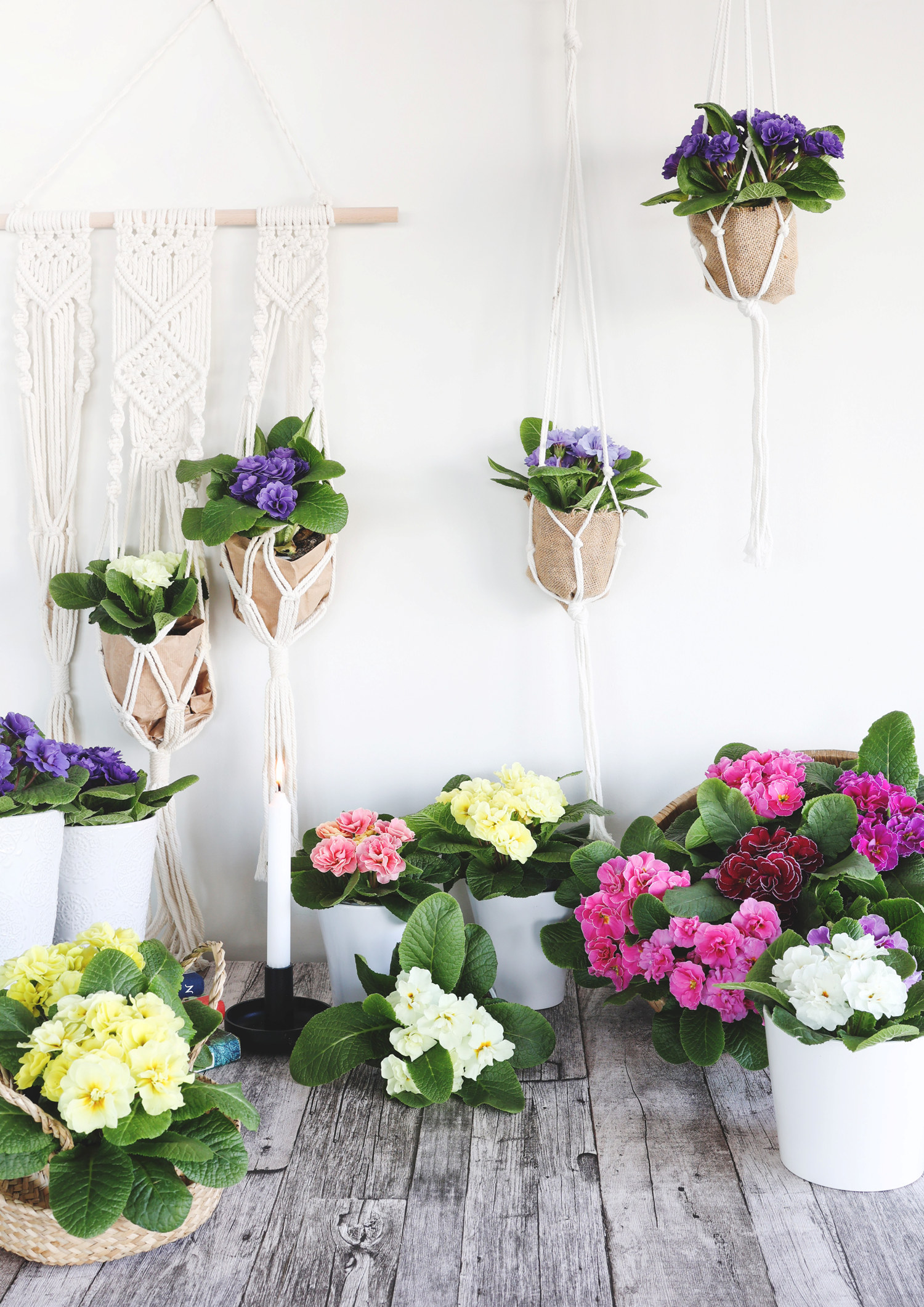 Primula vulgaris double flowering 10,5 cm