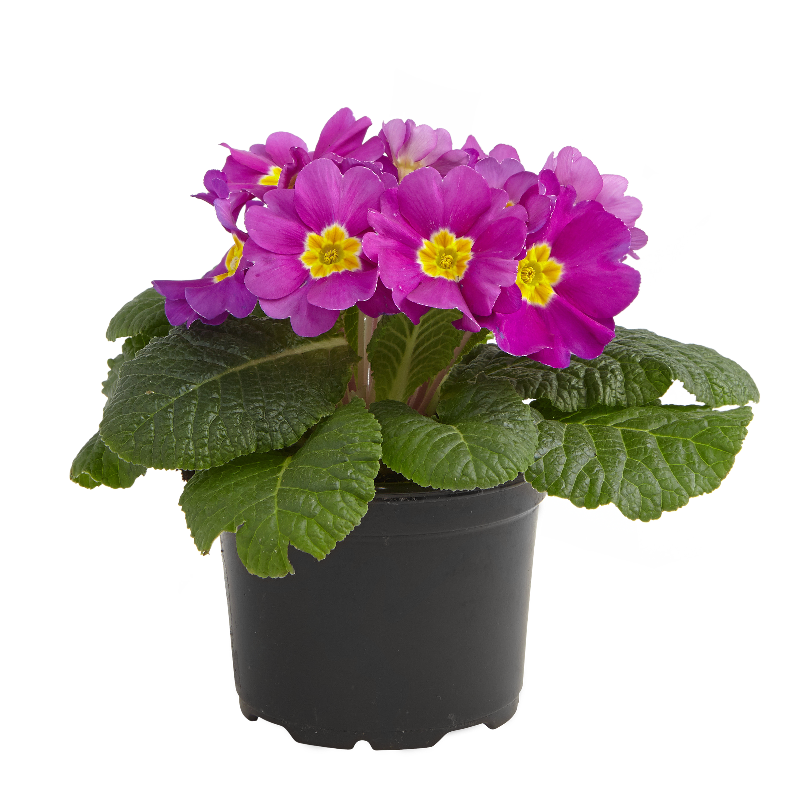 Primula