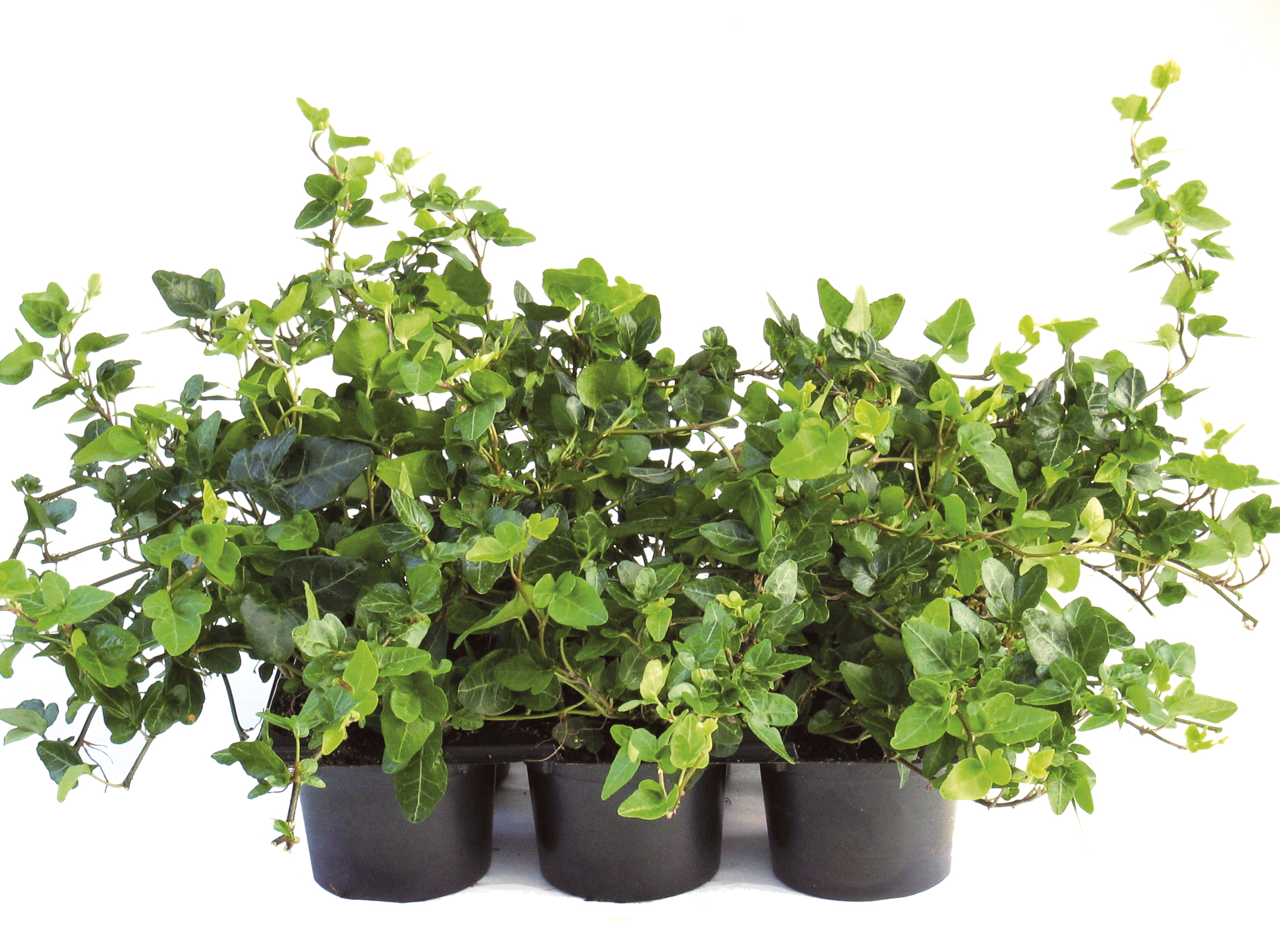 Hedera helix 6-pack