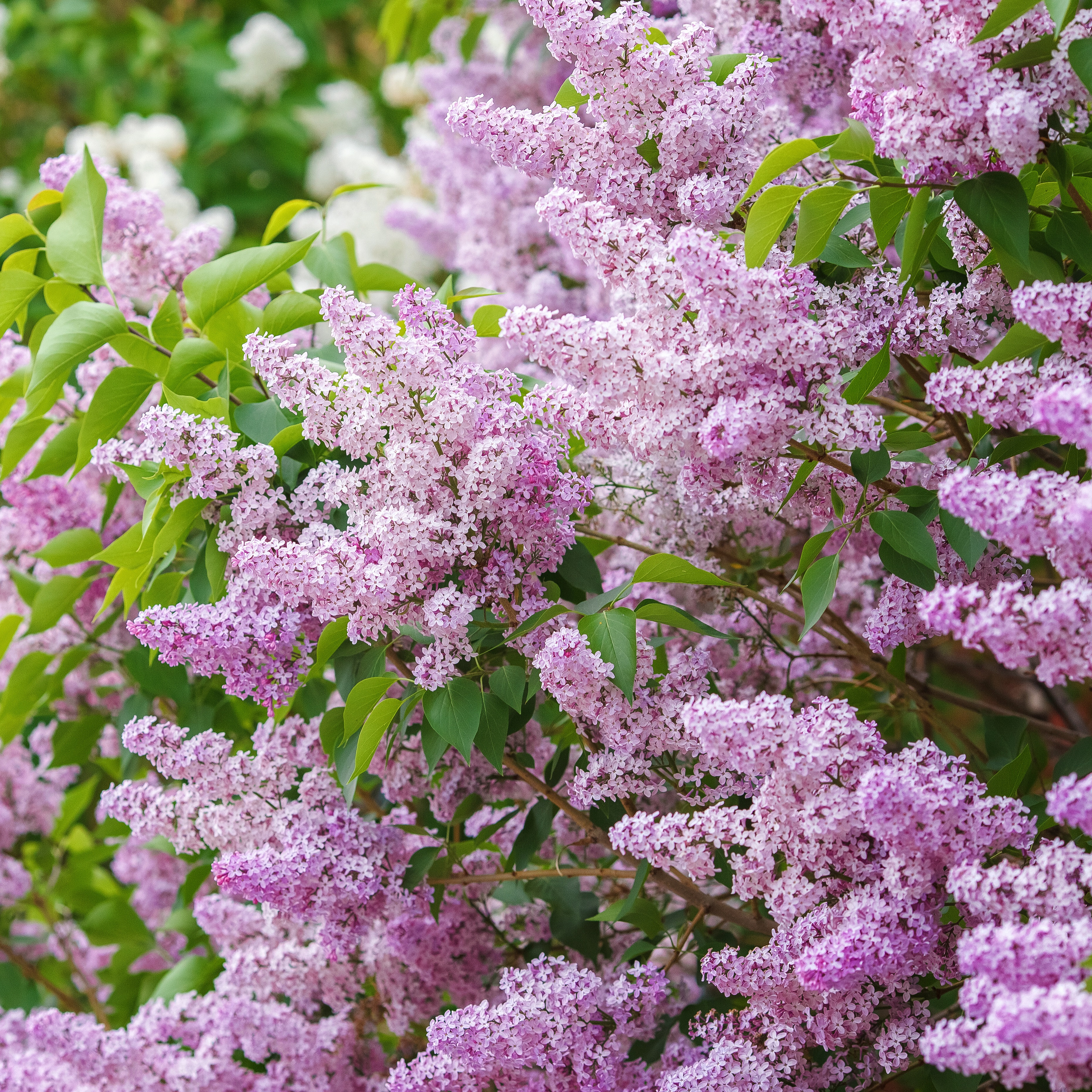 Syringa vulgaris 2L