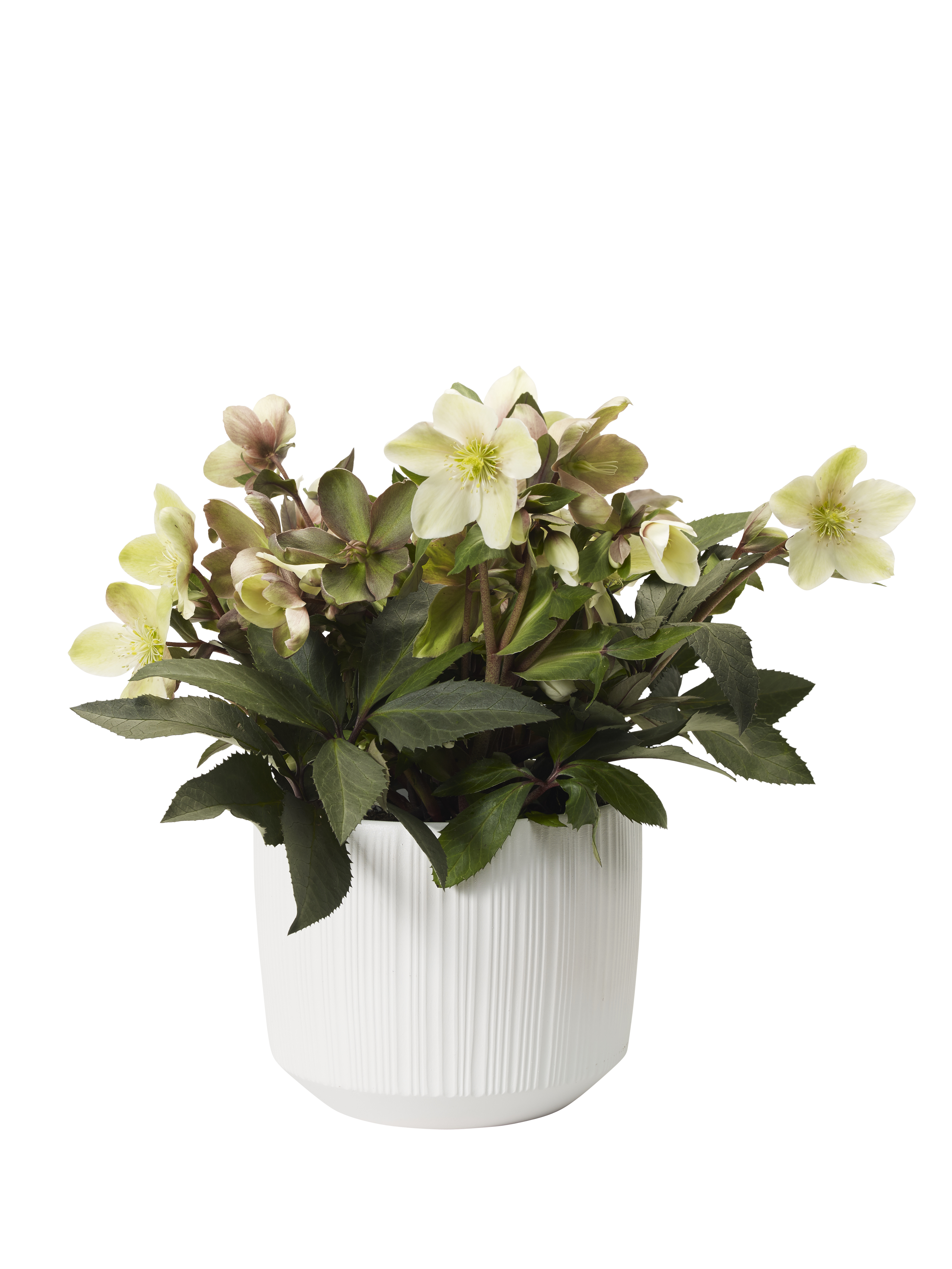 Helleborus BEAUTY PRINCESS 17 cm