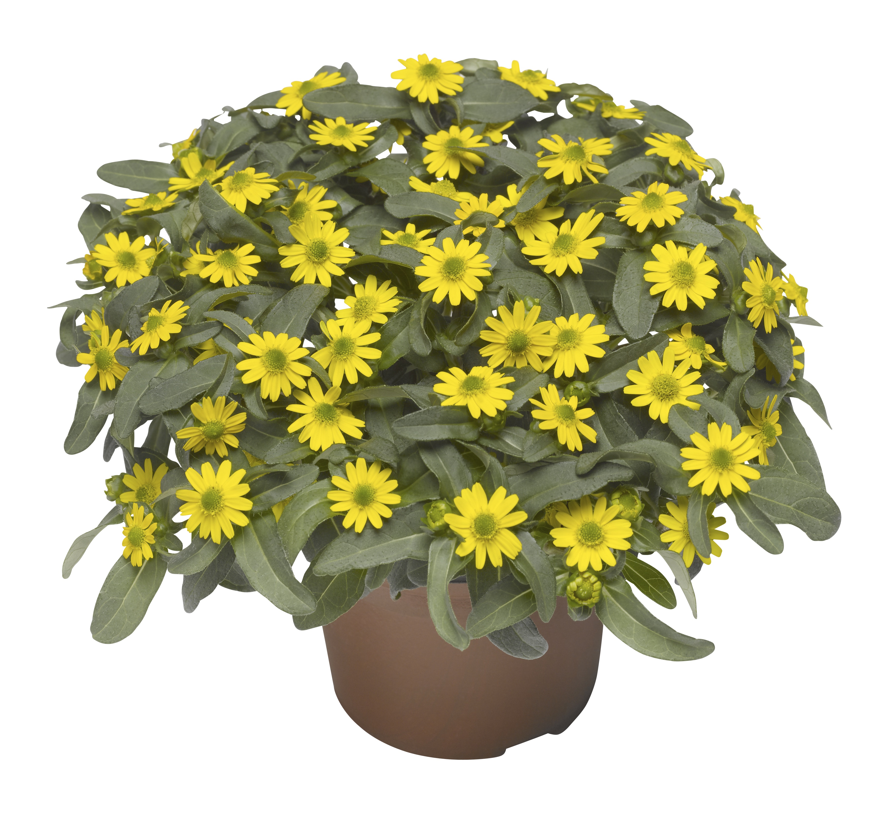 Sanvitalia Yellow 12 cm