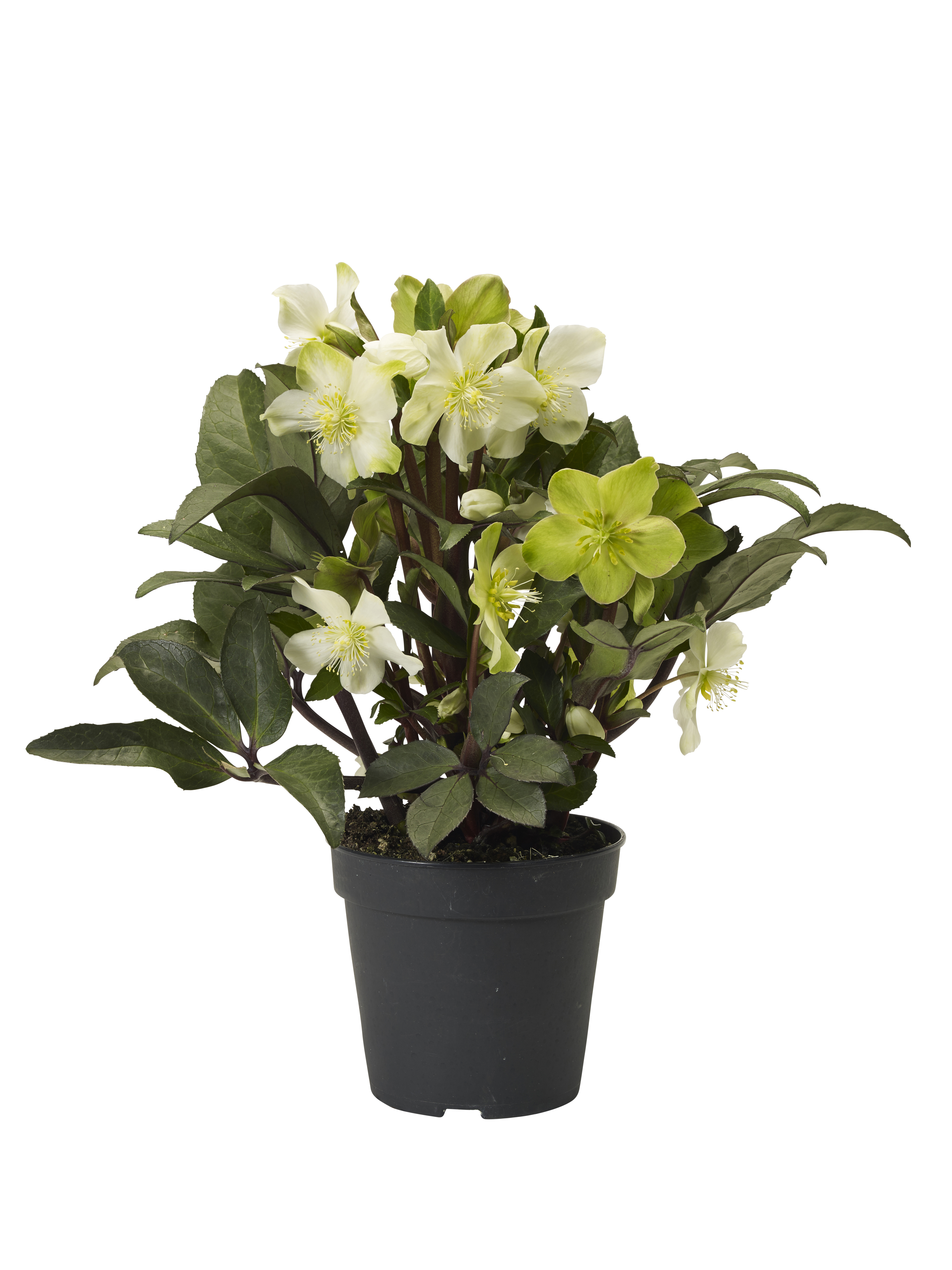 Helleborus BEAUTY PRINCESS 17 cm