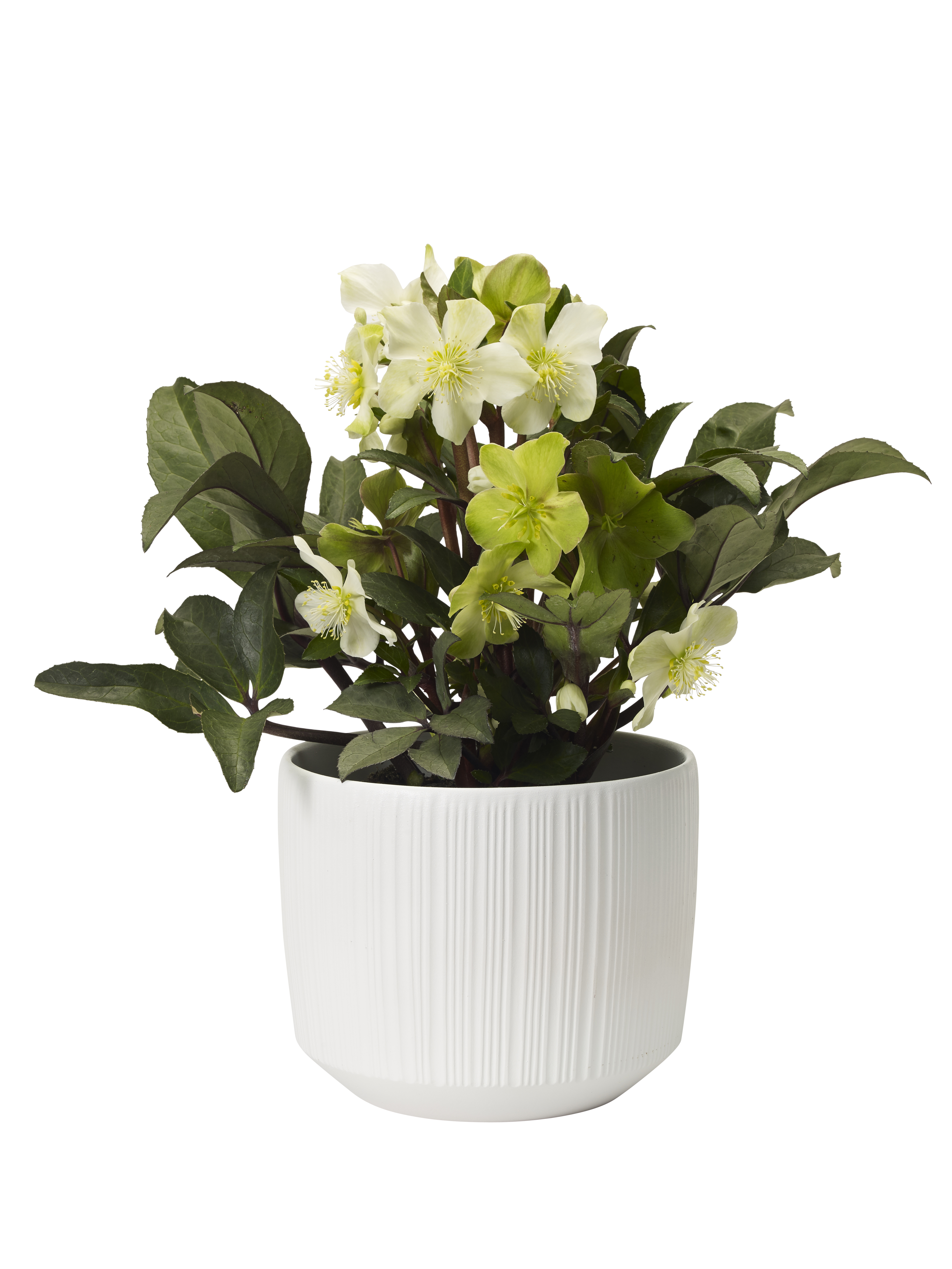 Helleborus BEAUTY PRINCESS 17 cm