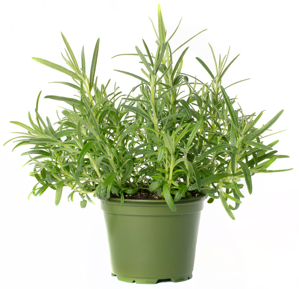 All N. Rosmarinus officinalis 12 cm