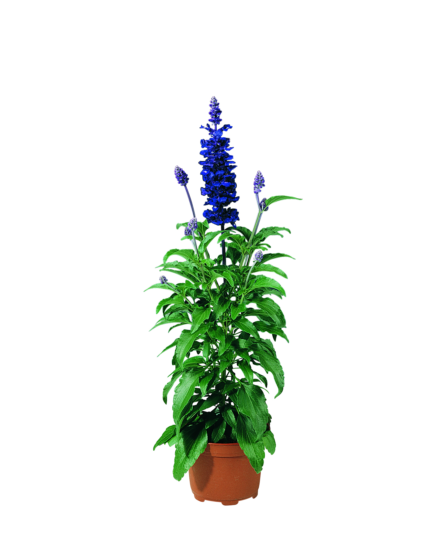 Salvia farinacea Blue 12 cm