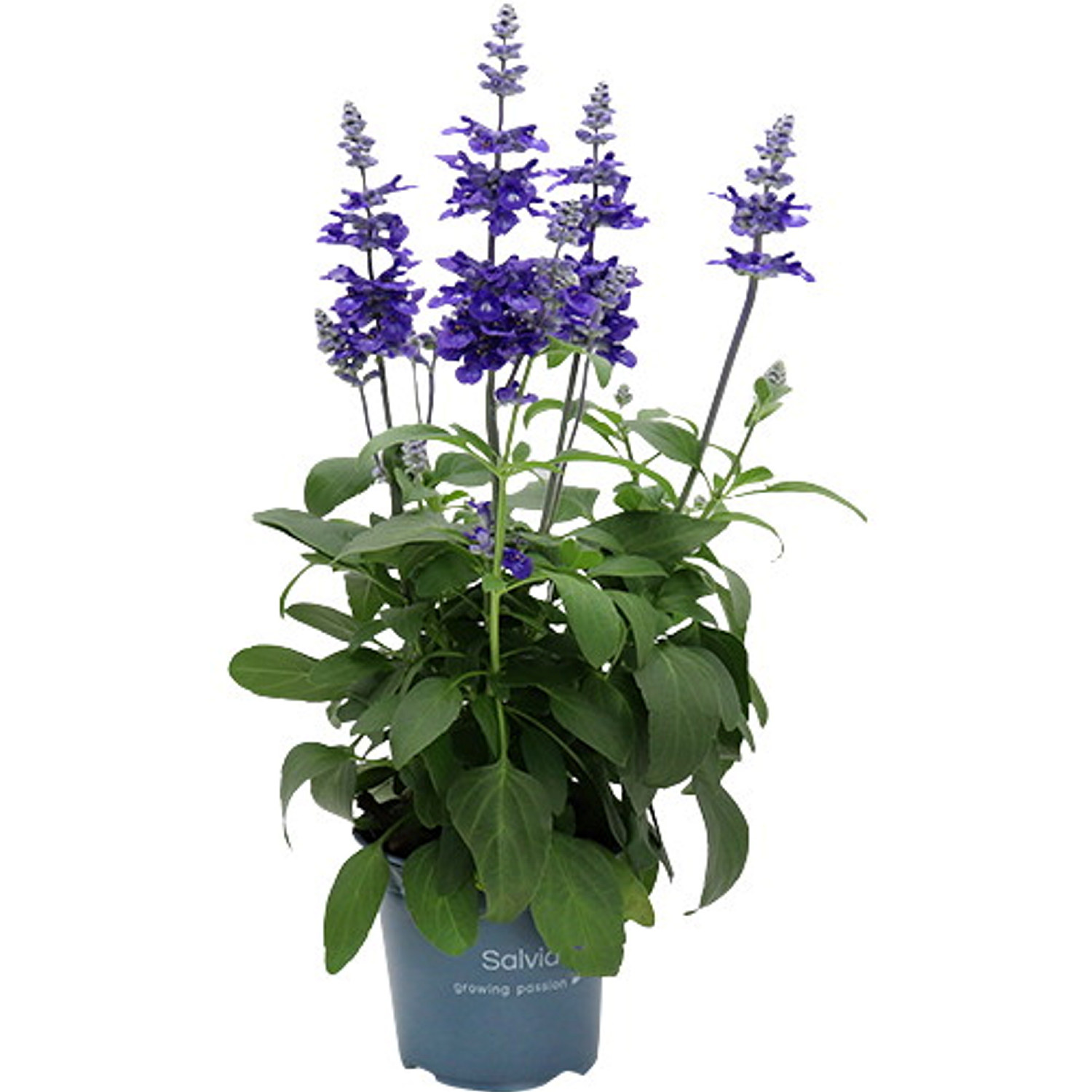 Salvia farinacea Blue 12 cm
