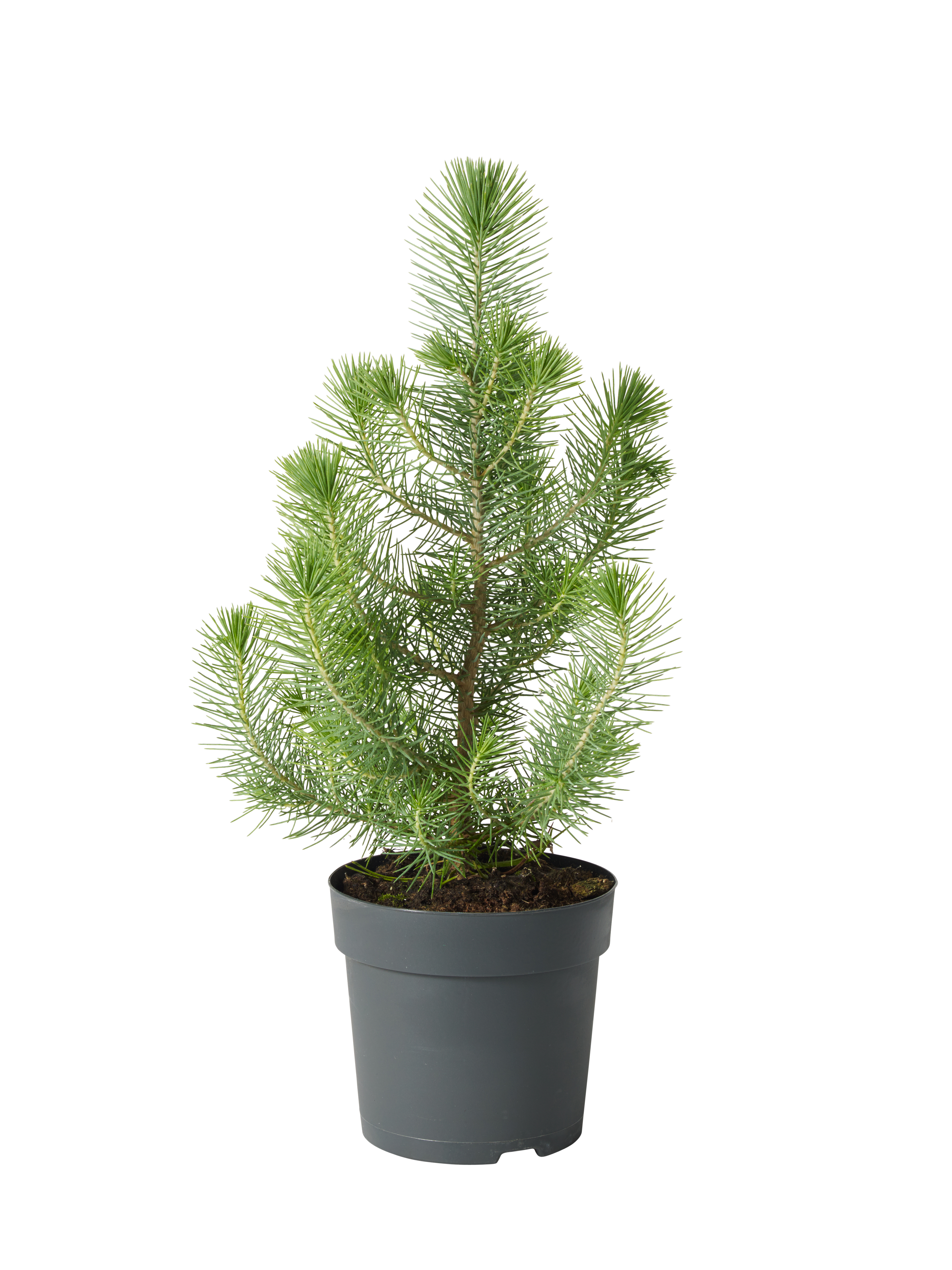 Pinus pinea 'Silver Crest' 10,5 cm