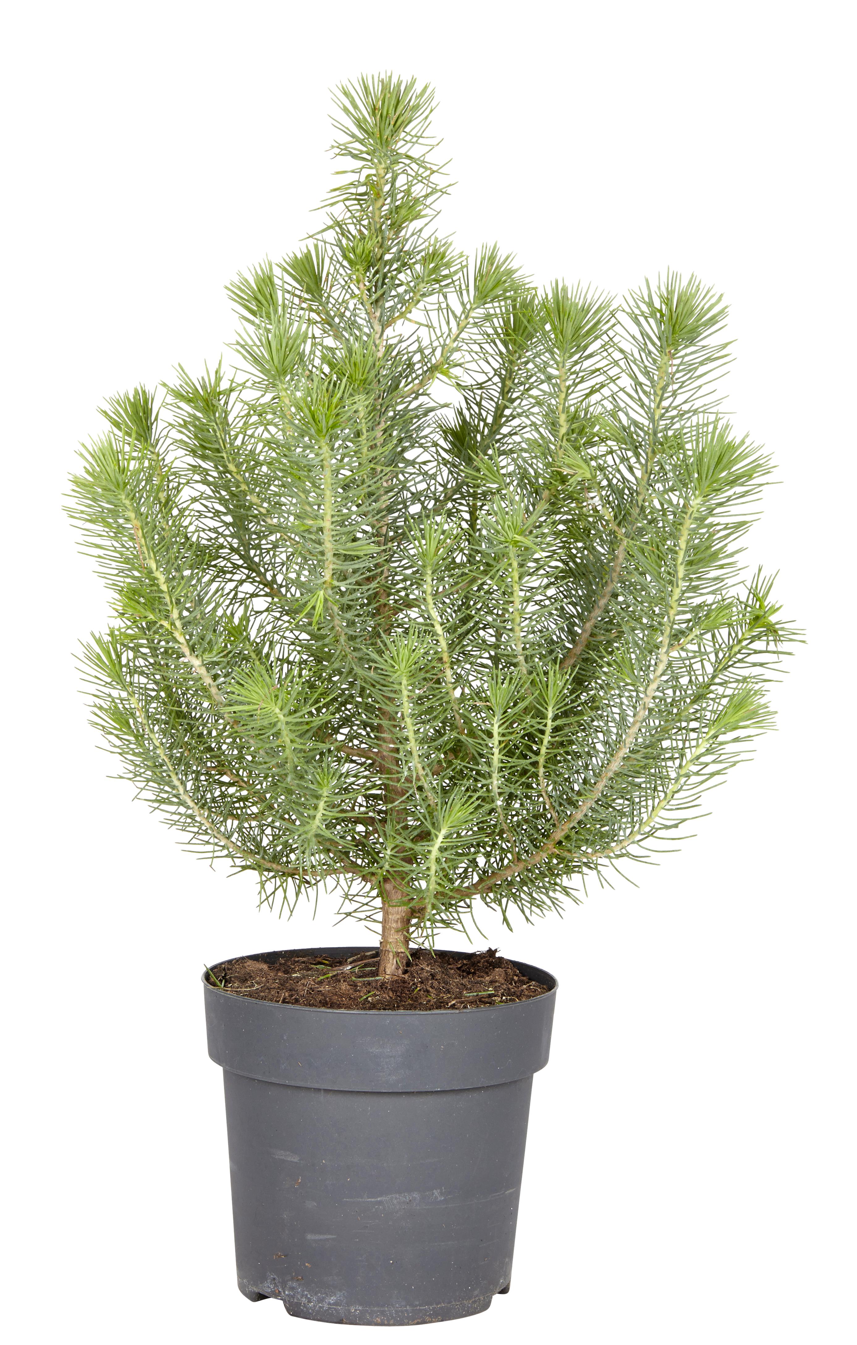 Pinus pinea 'Silver Crest' 10,5 cm