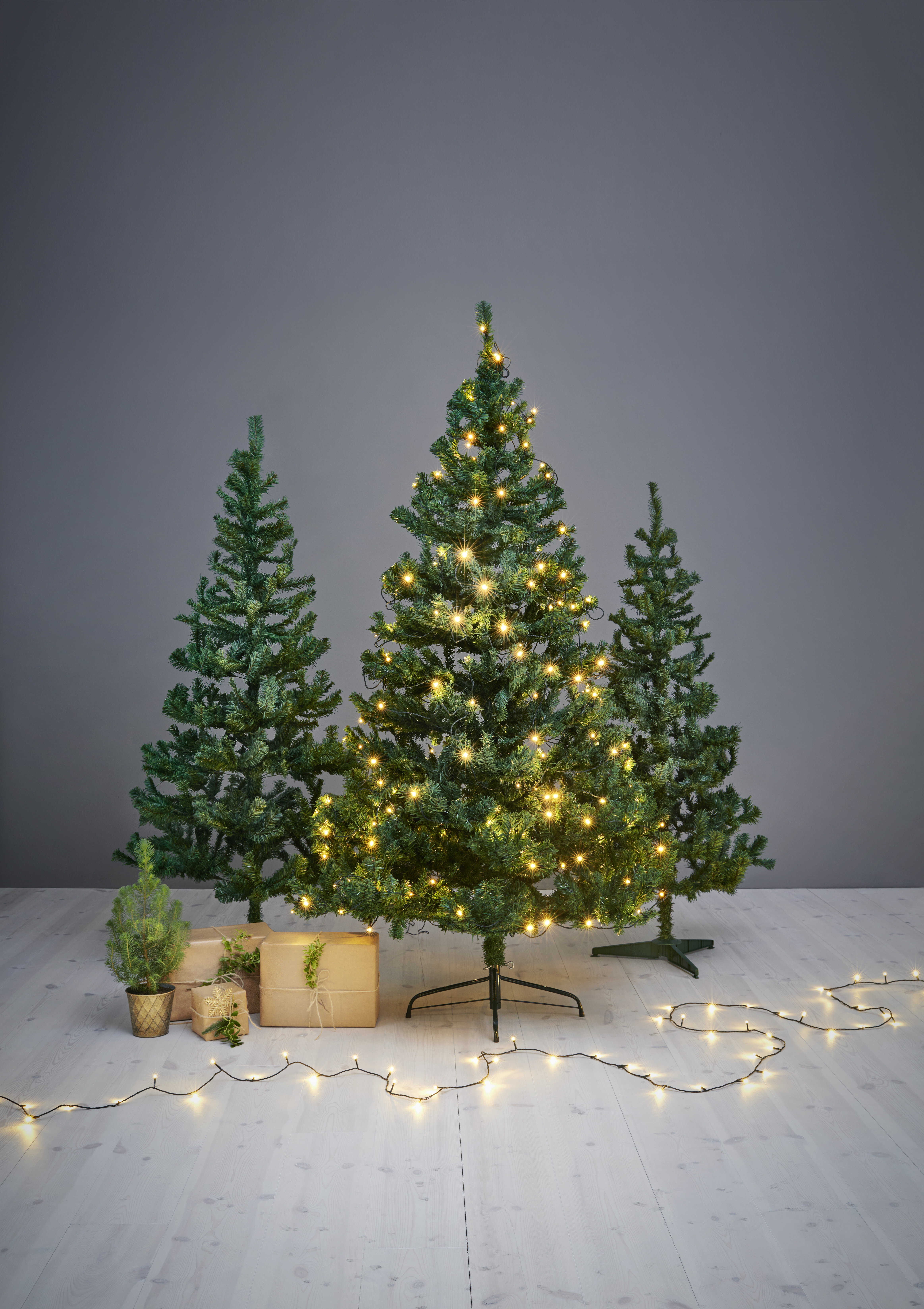 Pinus pinea 'Silver Crest' 10,5 cm