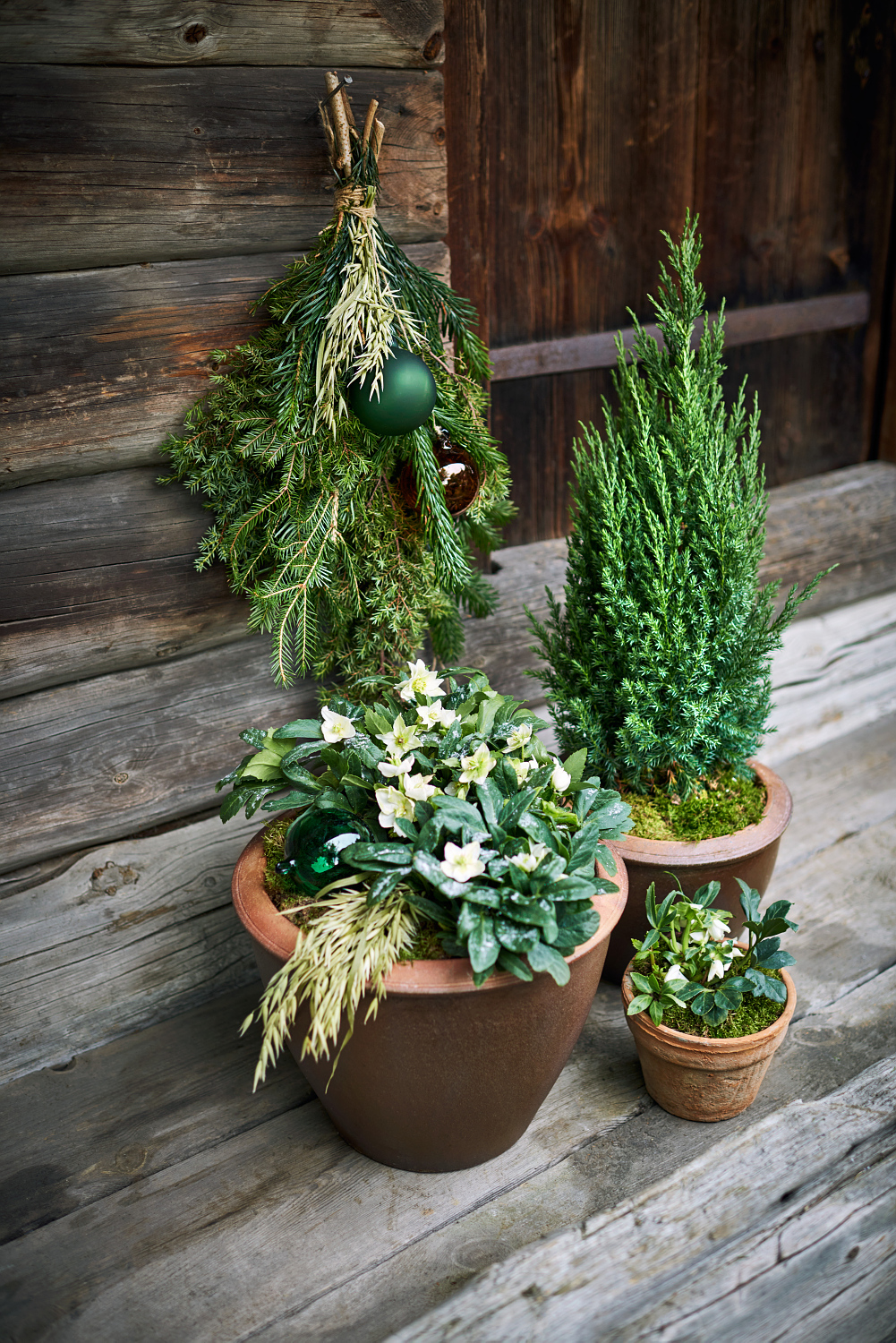 Kinesisk en 'Stricta'