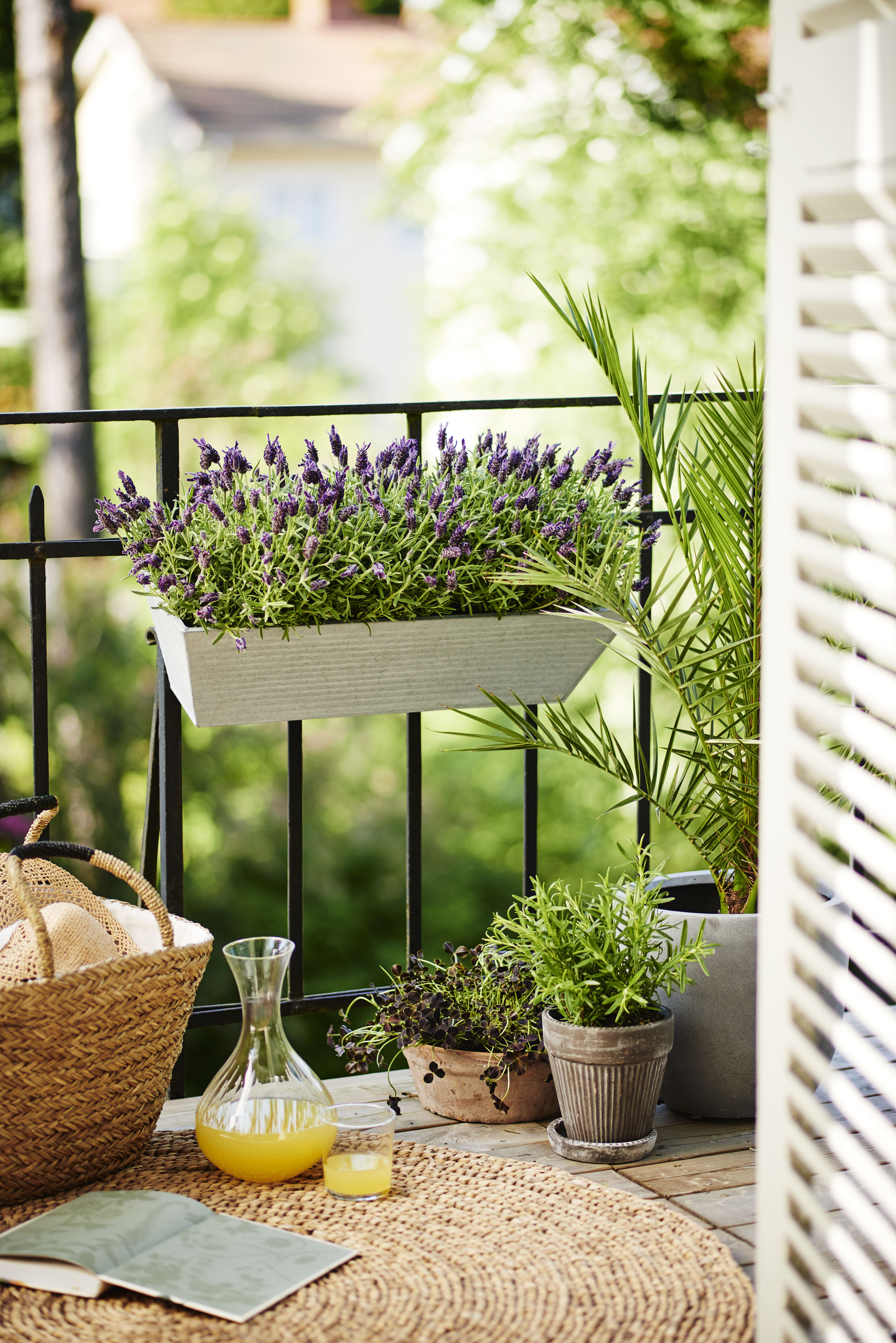 Prydnadsklöver 'Dark Debbie'