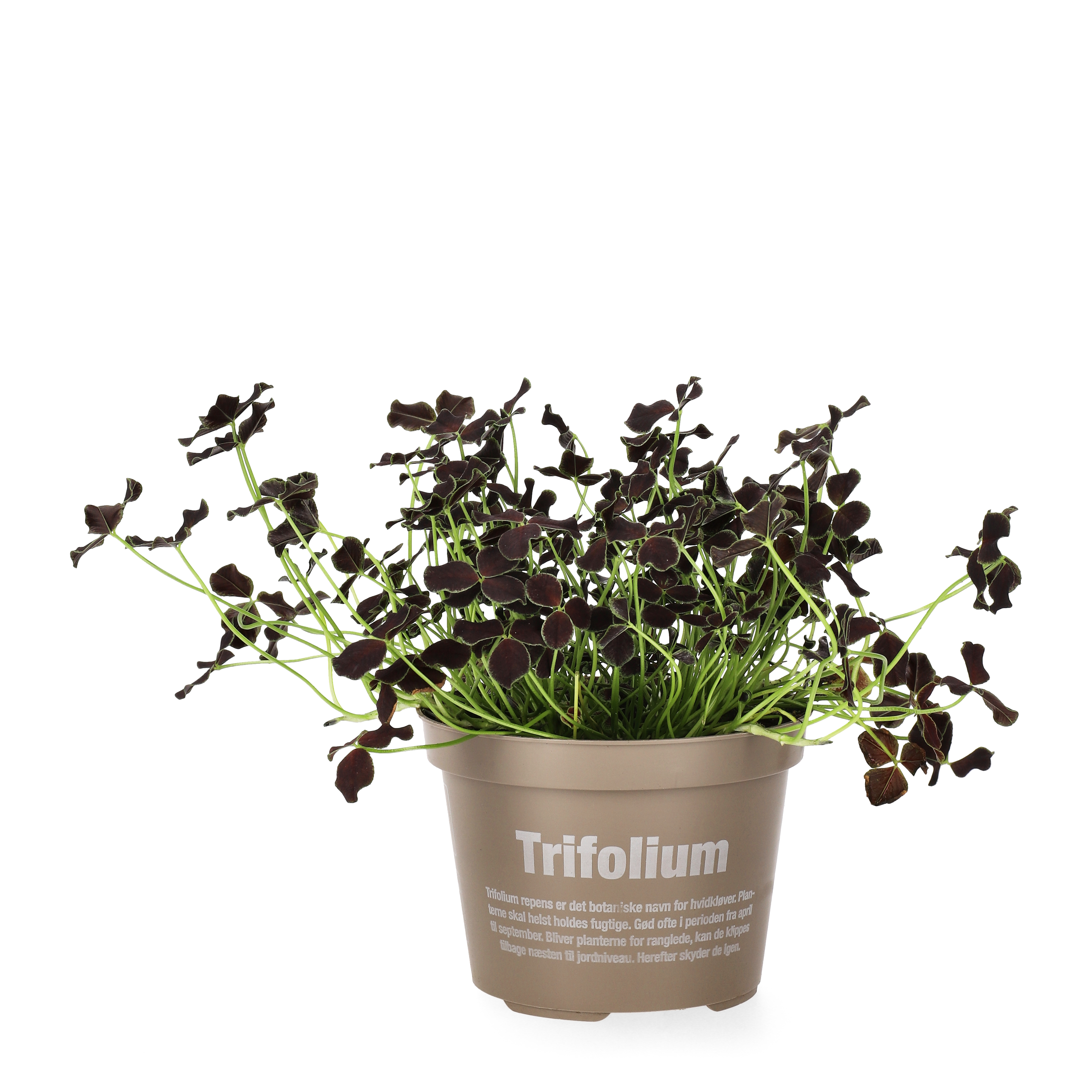 Prydnadsklöver 'Dark Debbie'