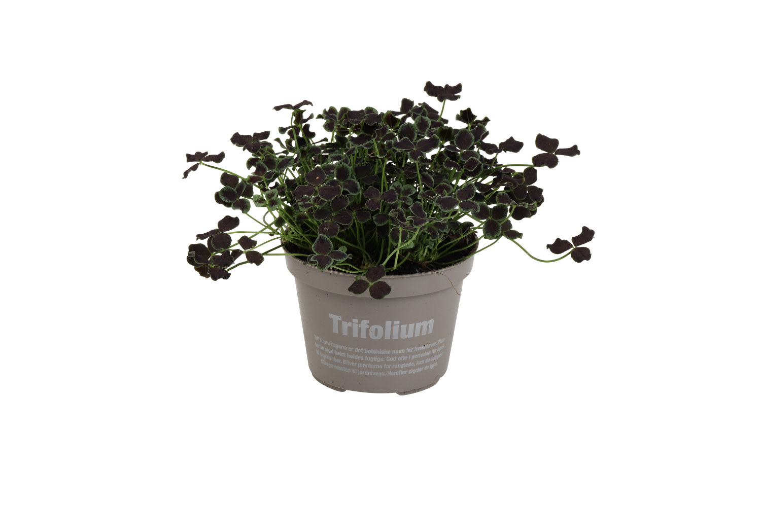 Prydnadsklöver 'Dark Debbie'