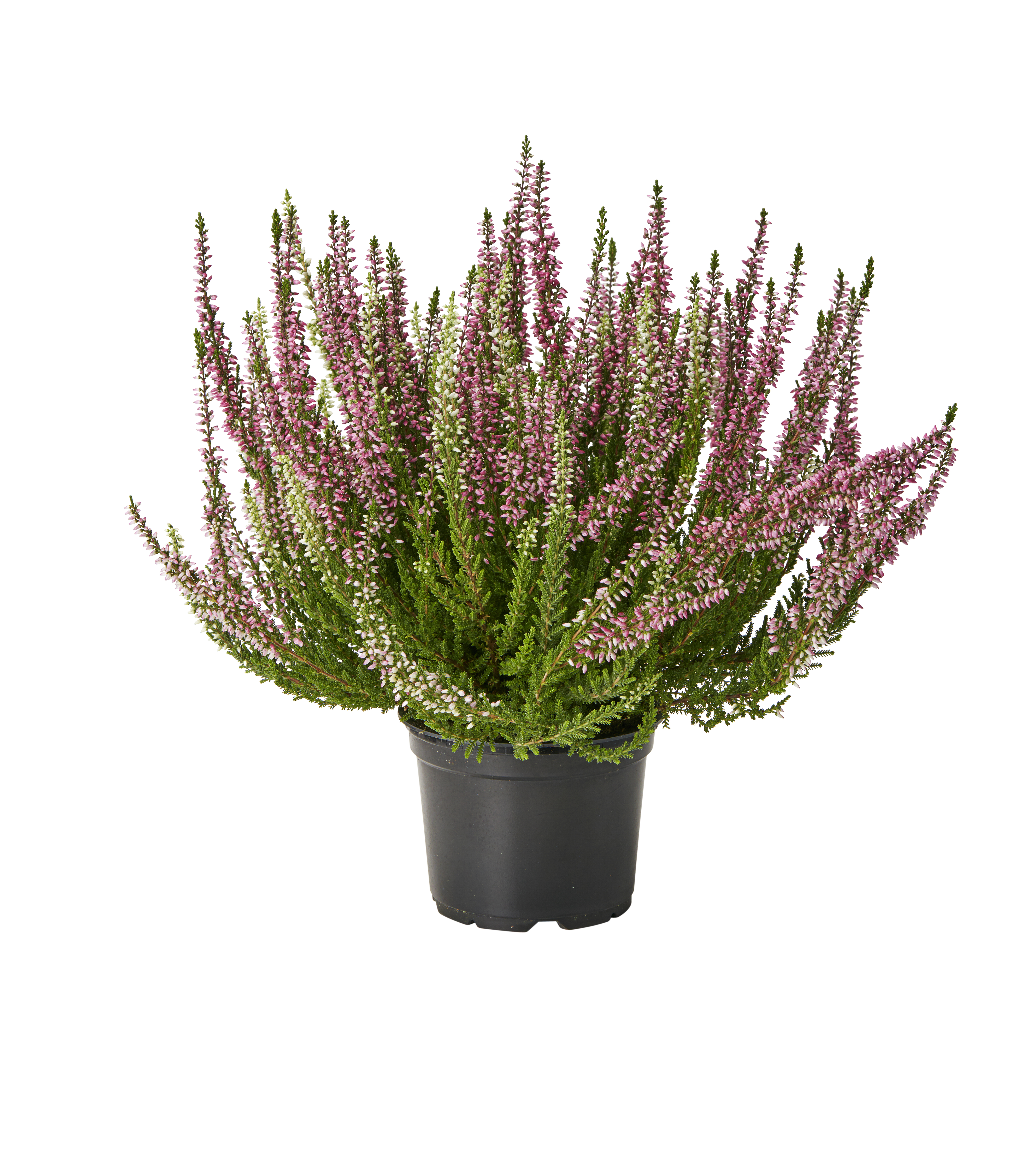 Røsslyng 'Garden Girls Twin'