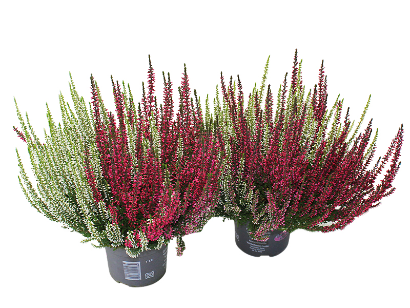 Røsslyng 'Garden Girls Twin'