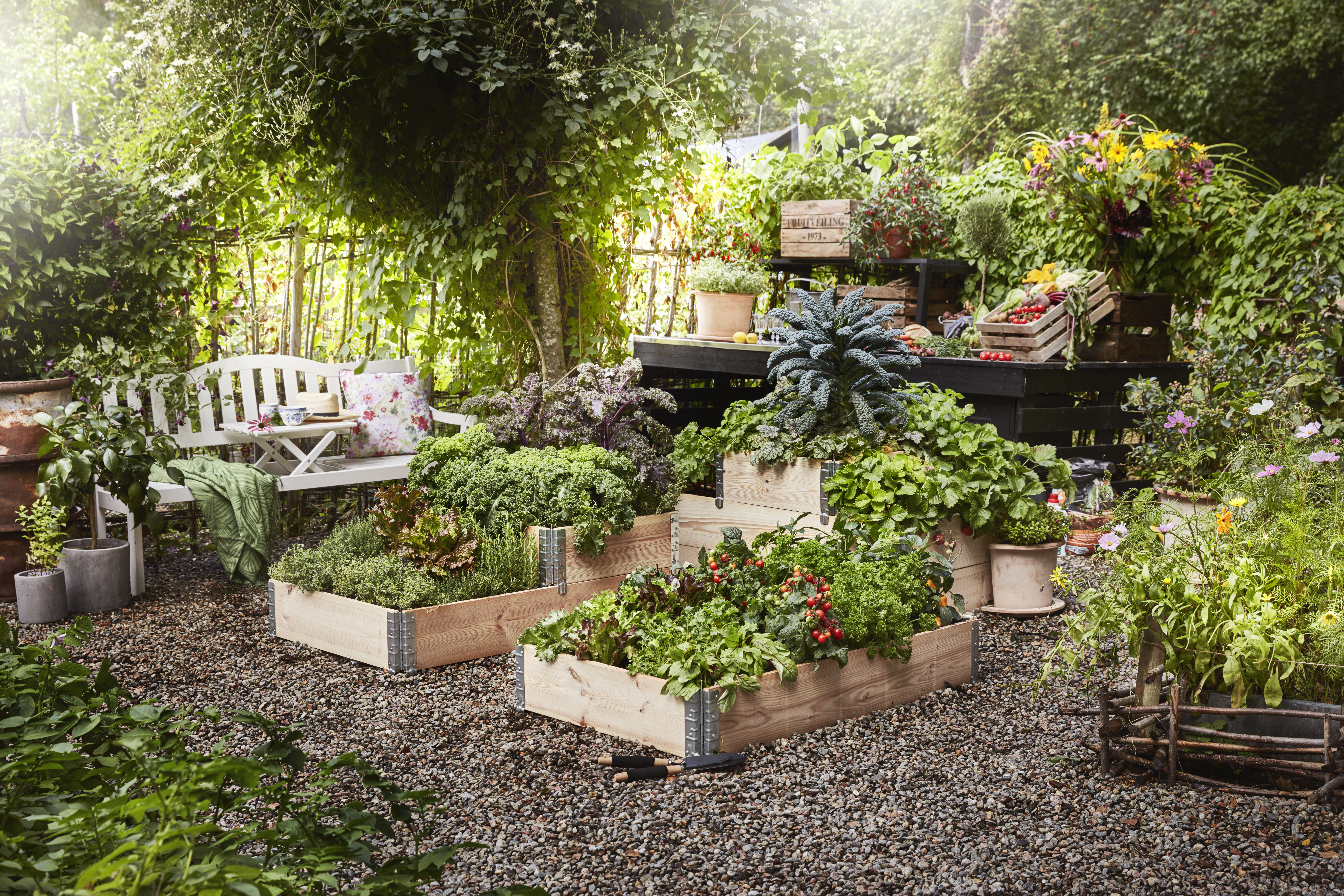 Thymus vulgaris 19 cm