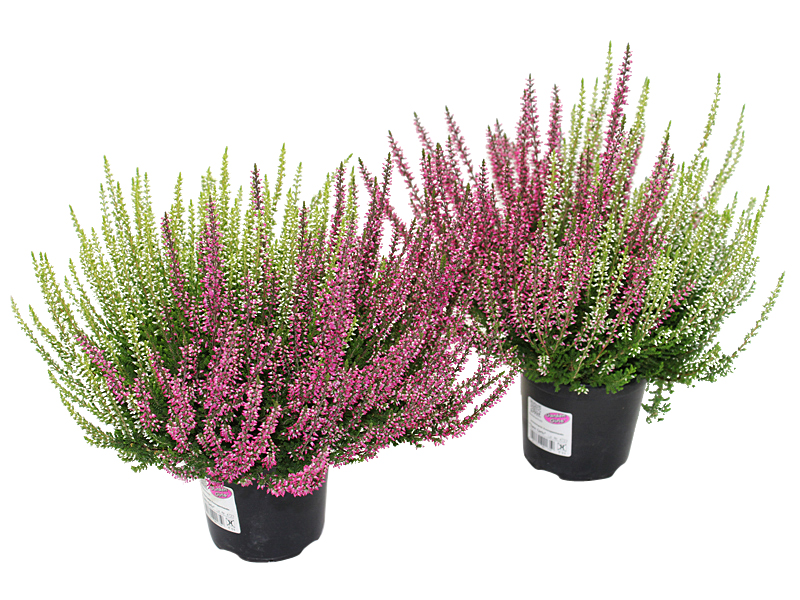 Røsslyng 'Garden Girls Twin'