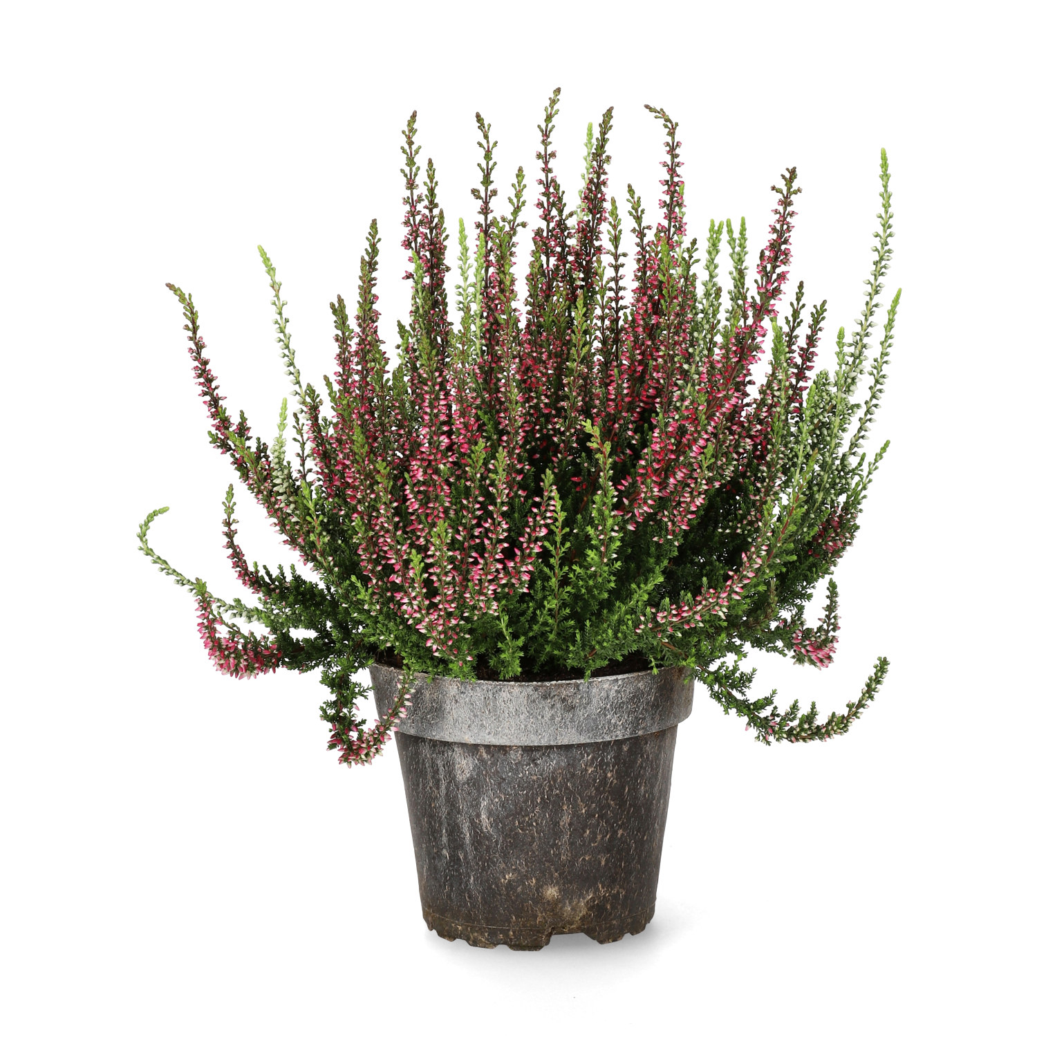 Røsslyng 'Garden Girls Twin'