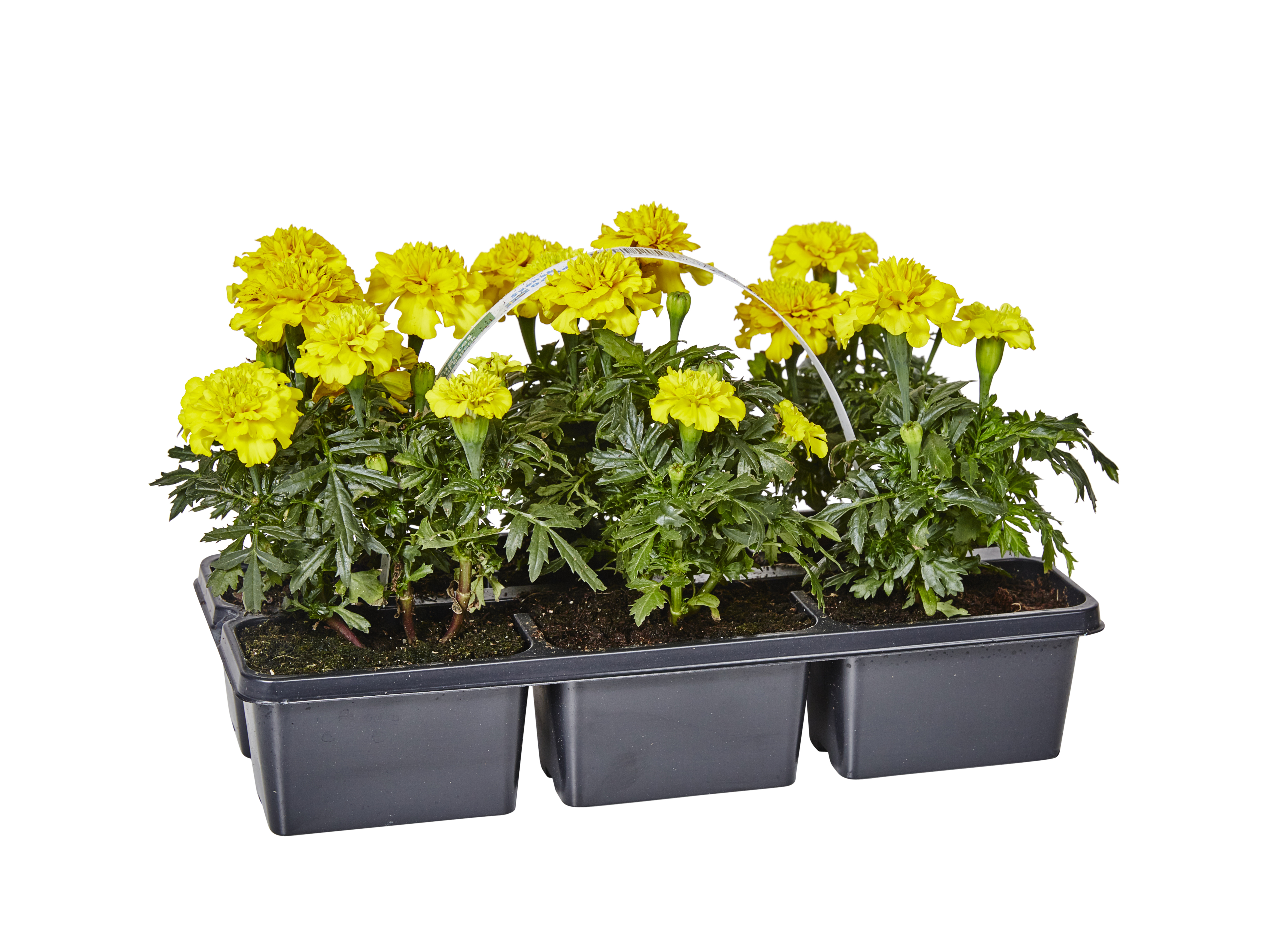 Tagetes