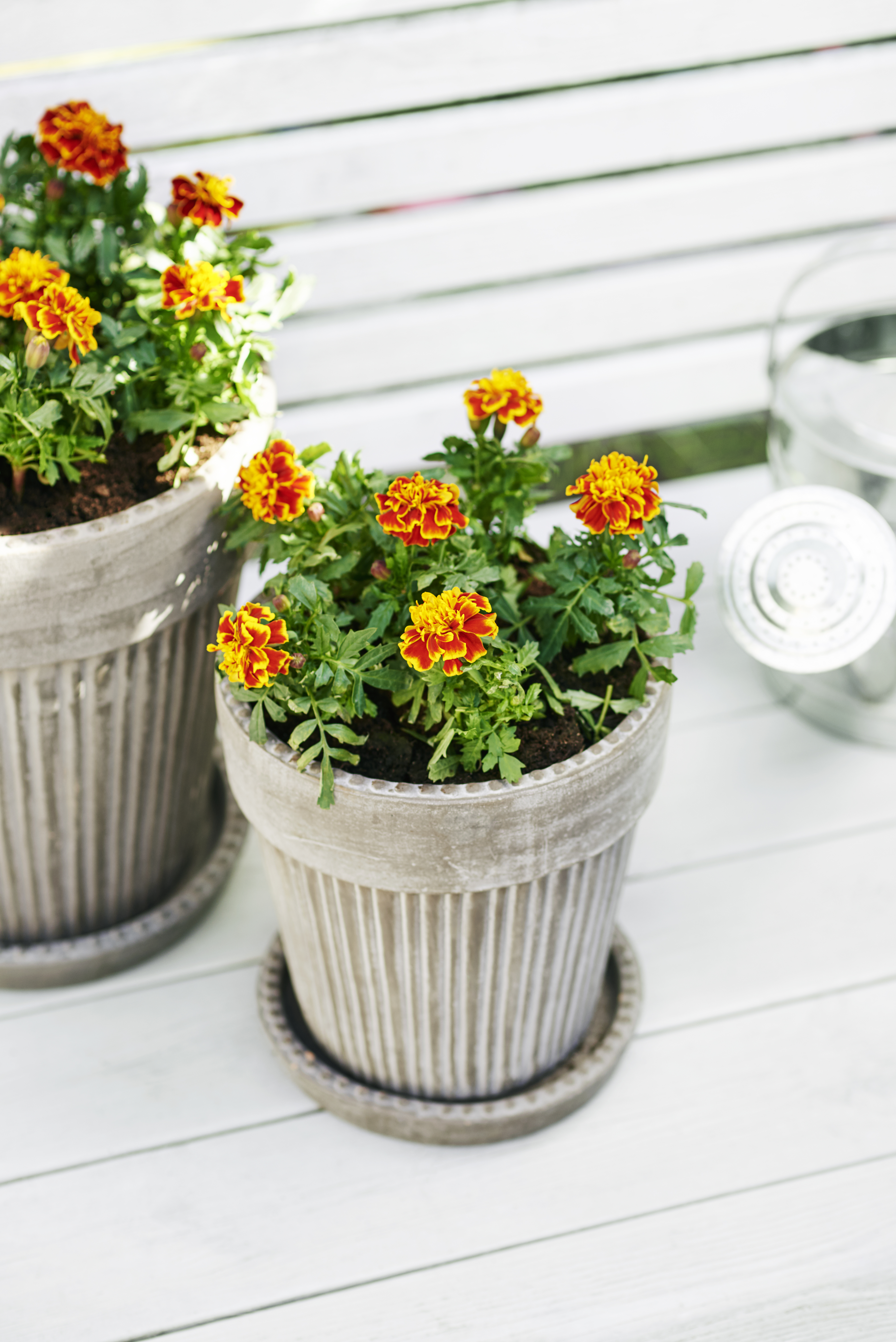 Tagetes