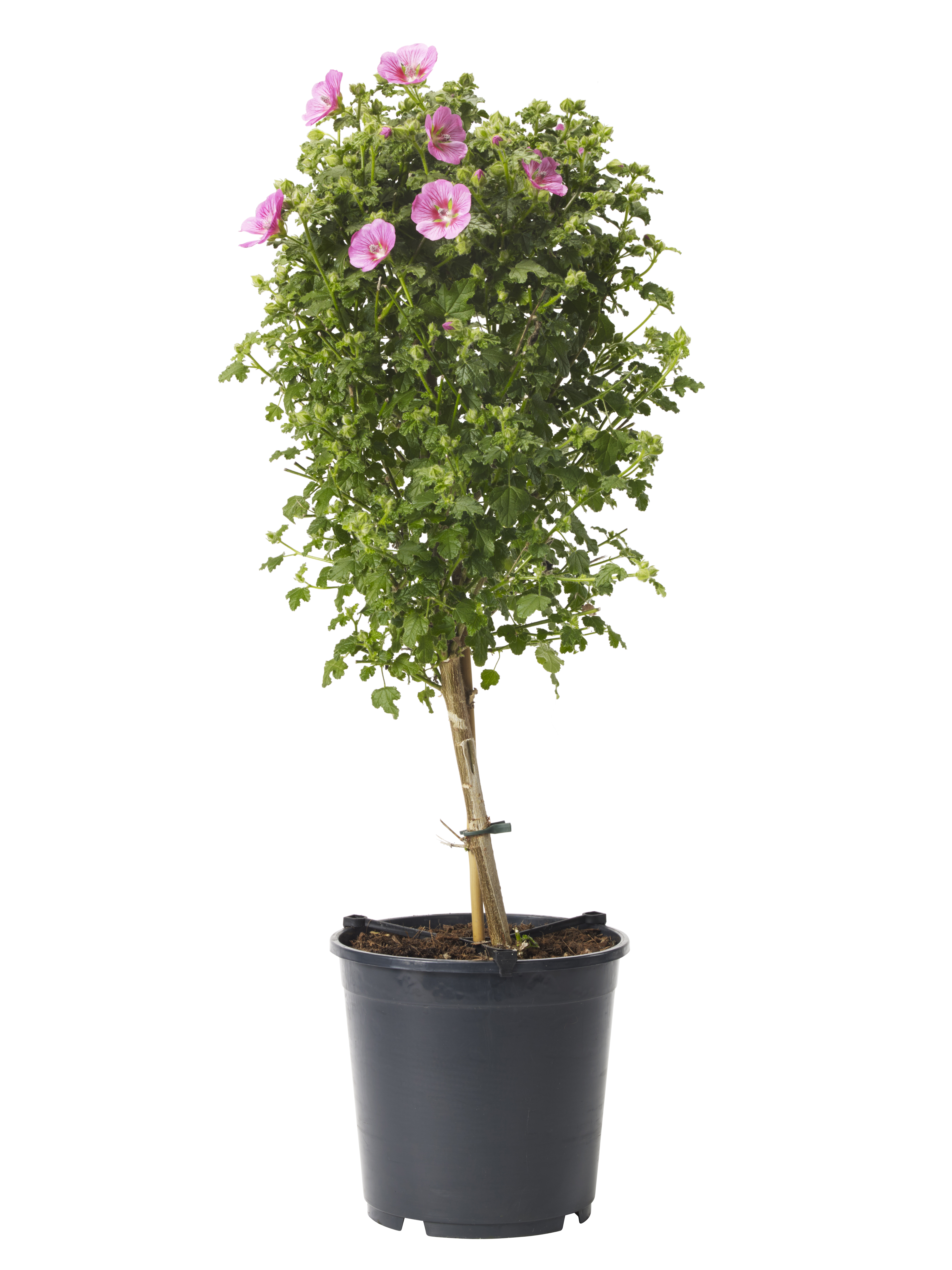 Rumsmalva 'Princess' på stam