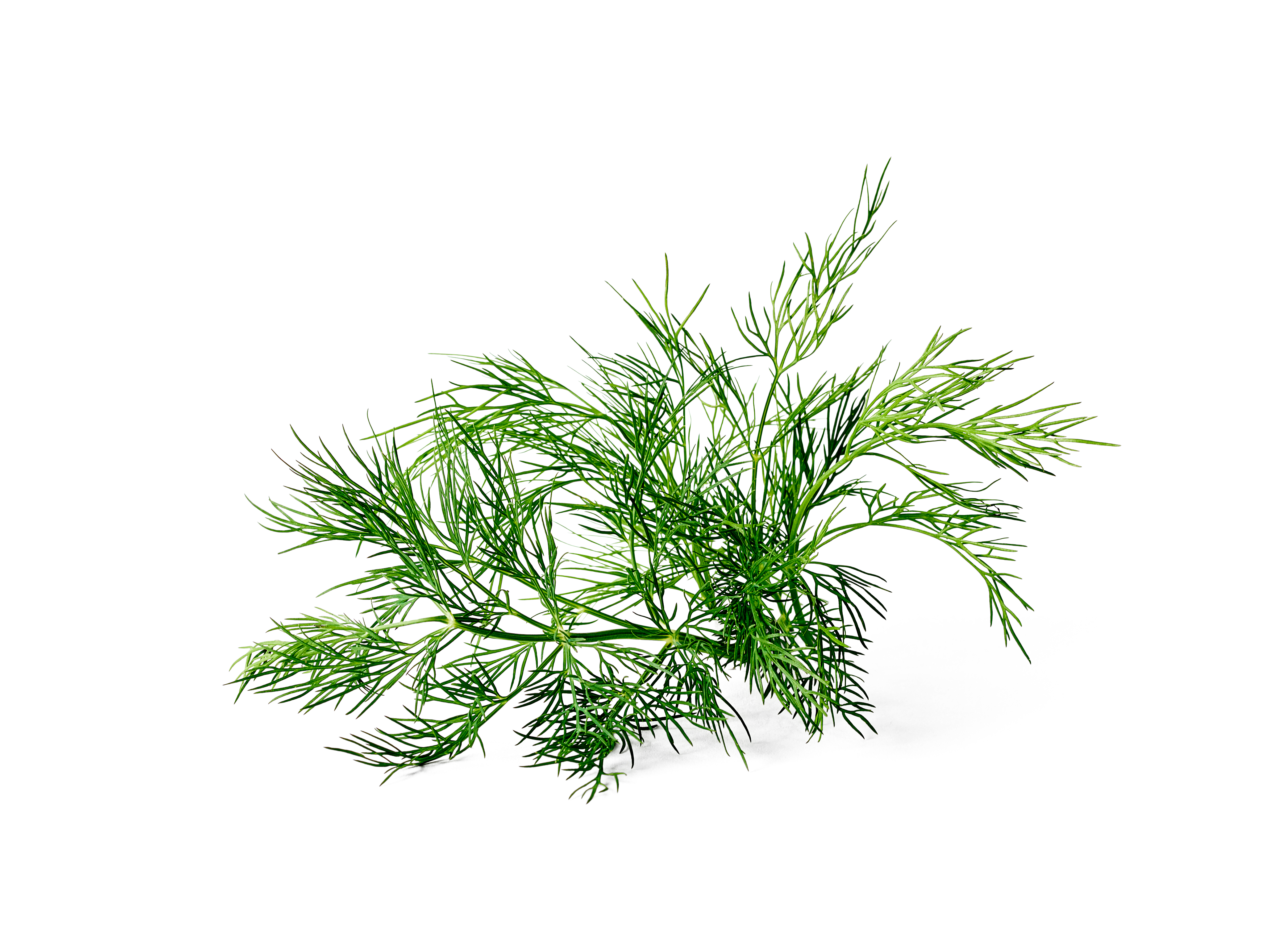 All N. Anethum graveolens 12 cm