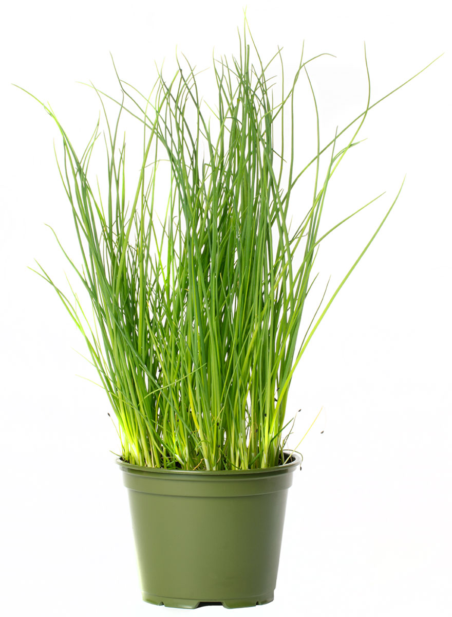 All N. Allium schoenoprasum 12 cm