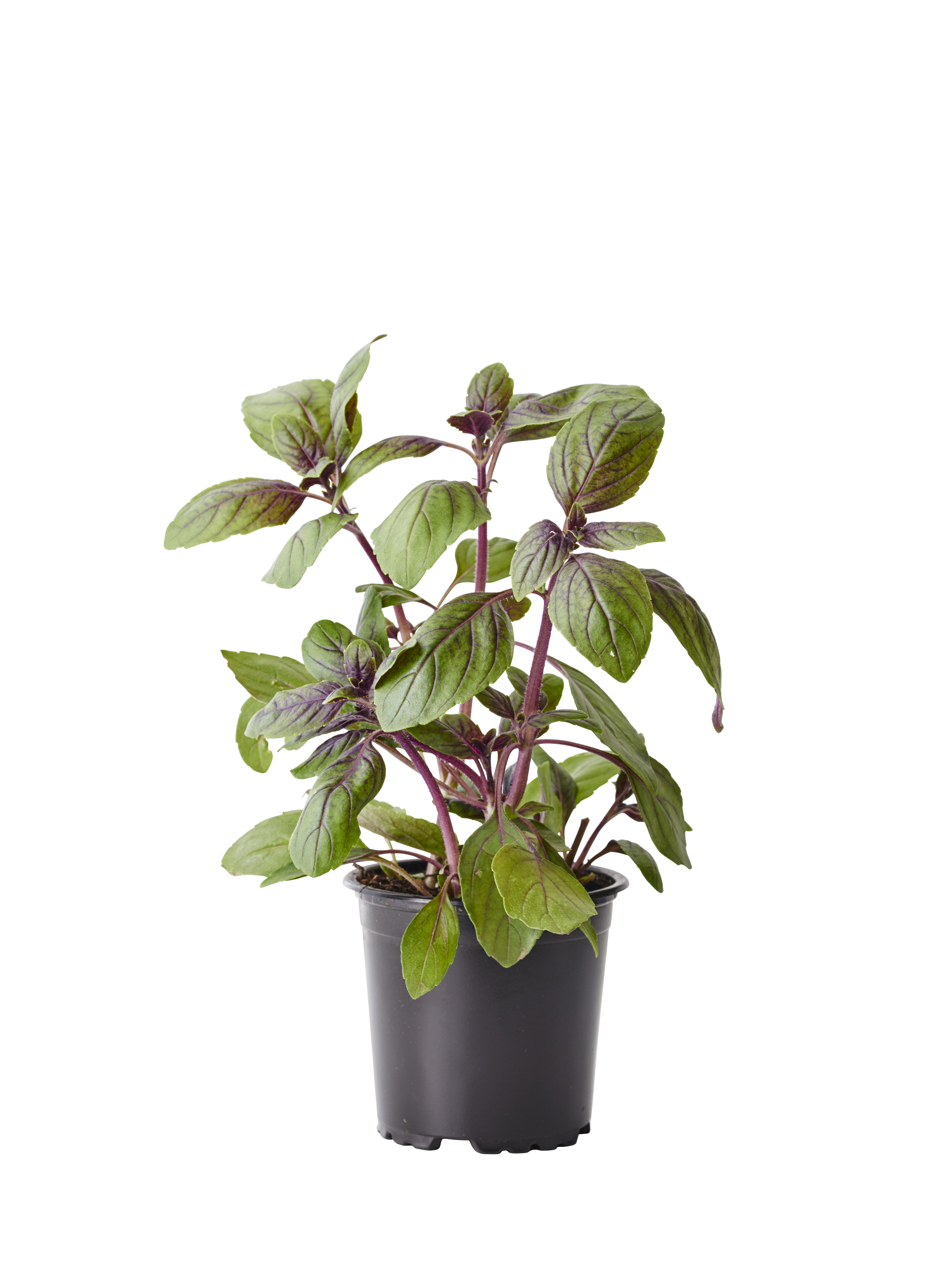 Basilikum 'Blue Magic Mountain'