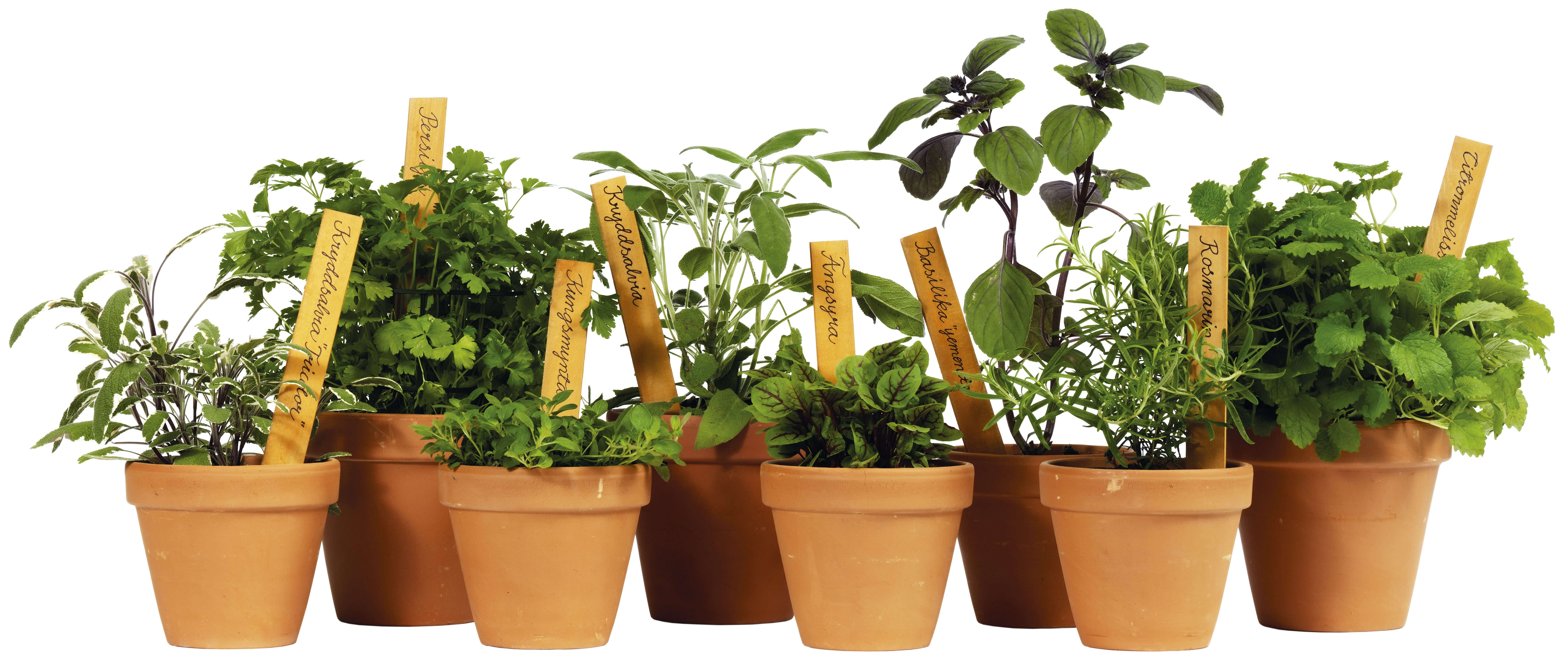 Allium schoenoprasum KRAV 10,5 cm