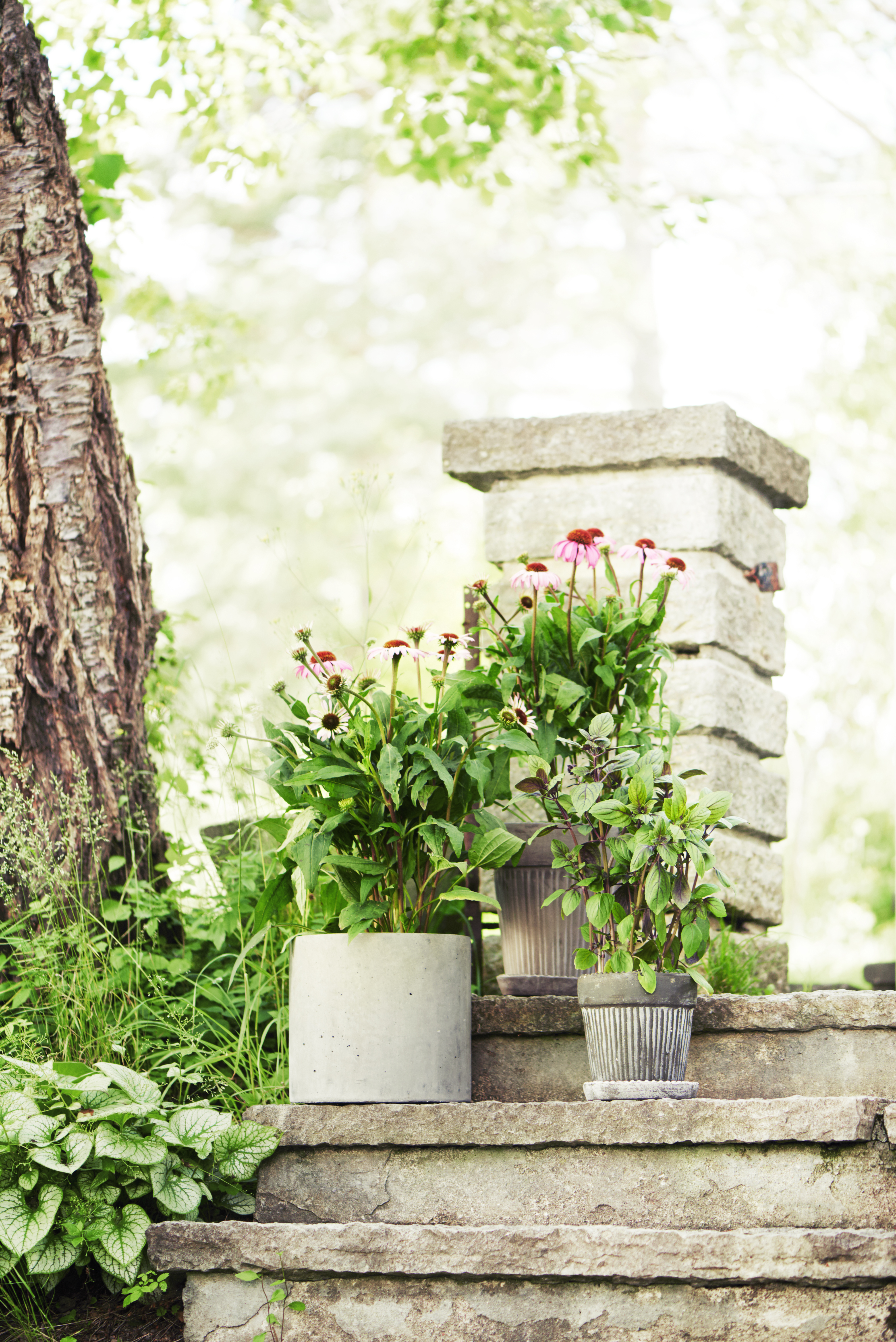 Basilikum 'Blue Magic Mountain'