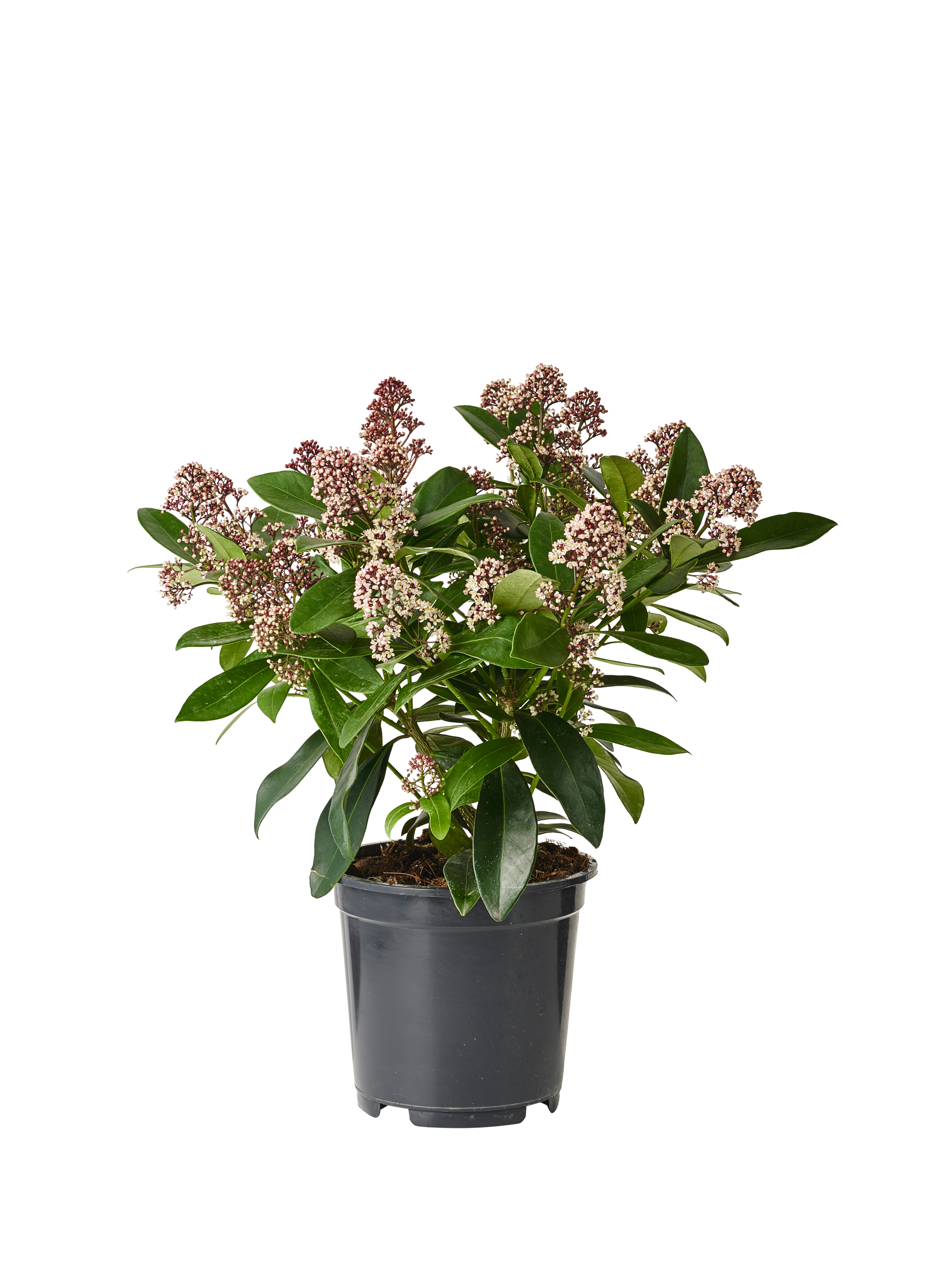 Skimmia j. 'Rubella' 20-25 17 cm