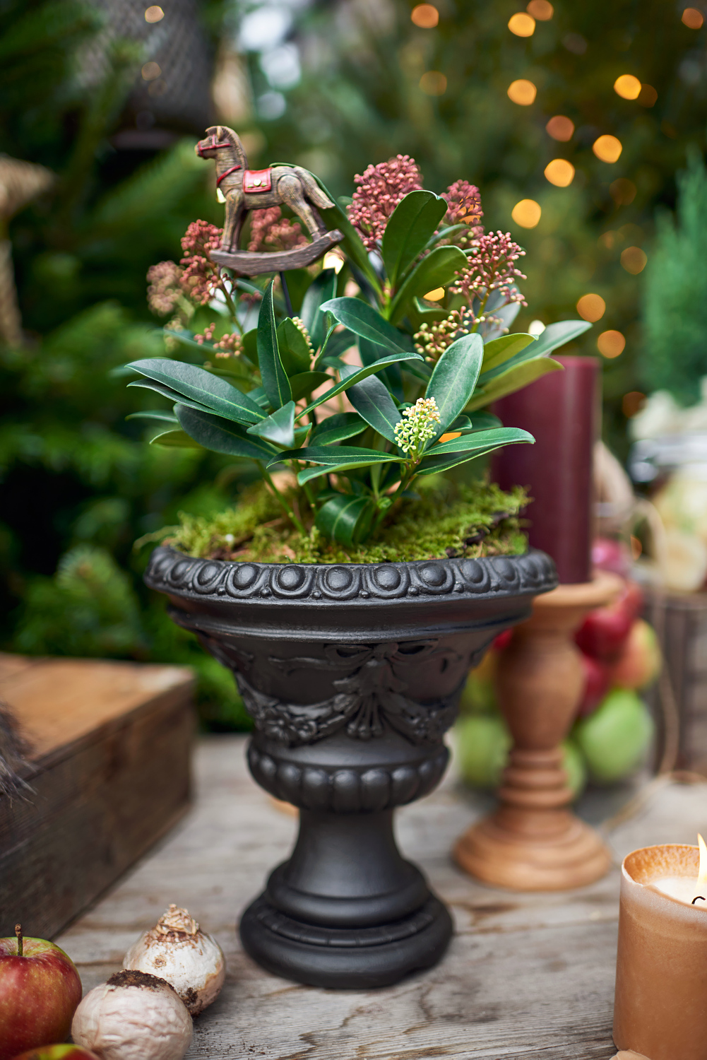 Skimmia j. 'Rubella' 20-25 17 cm