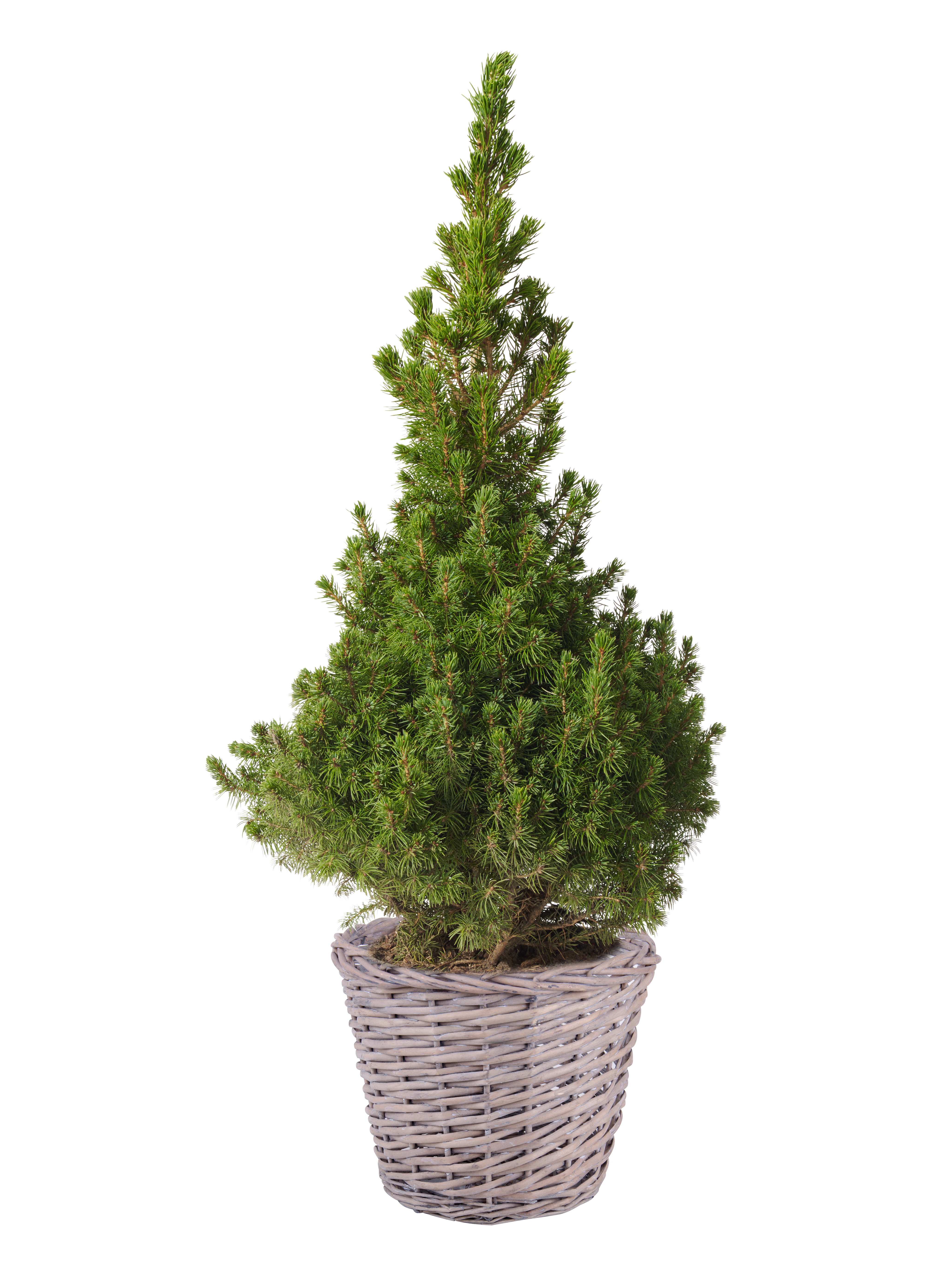 Picea glauca 'Conica' 19 cm